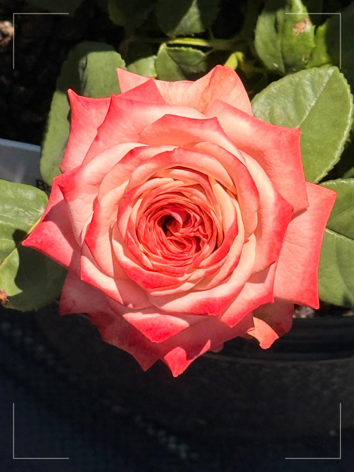 Bourbon Street rose plant from Rosestyle