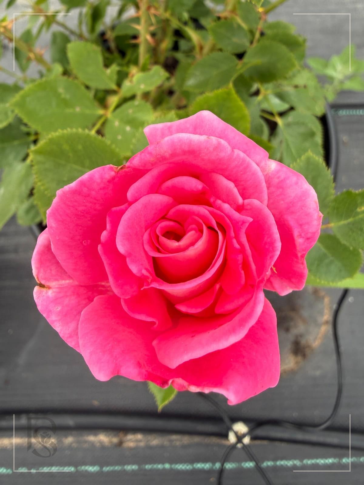 Carefree Wonder rose plant from Rosestyle