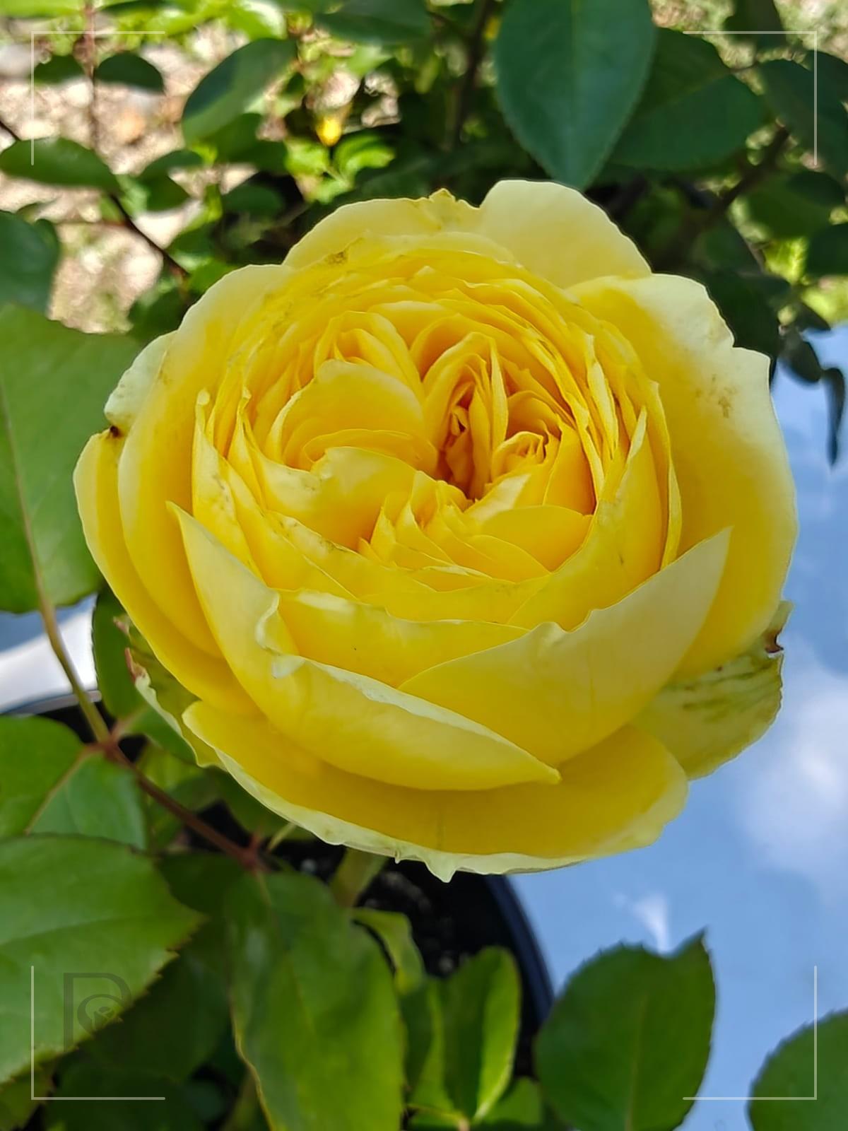 Catalina™ rose plant from Rosestyle