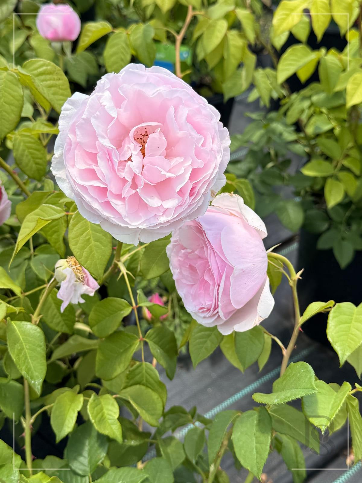 纽曼姐妹 Rosestyle 鲜活玫瑰植株