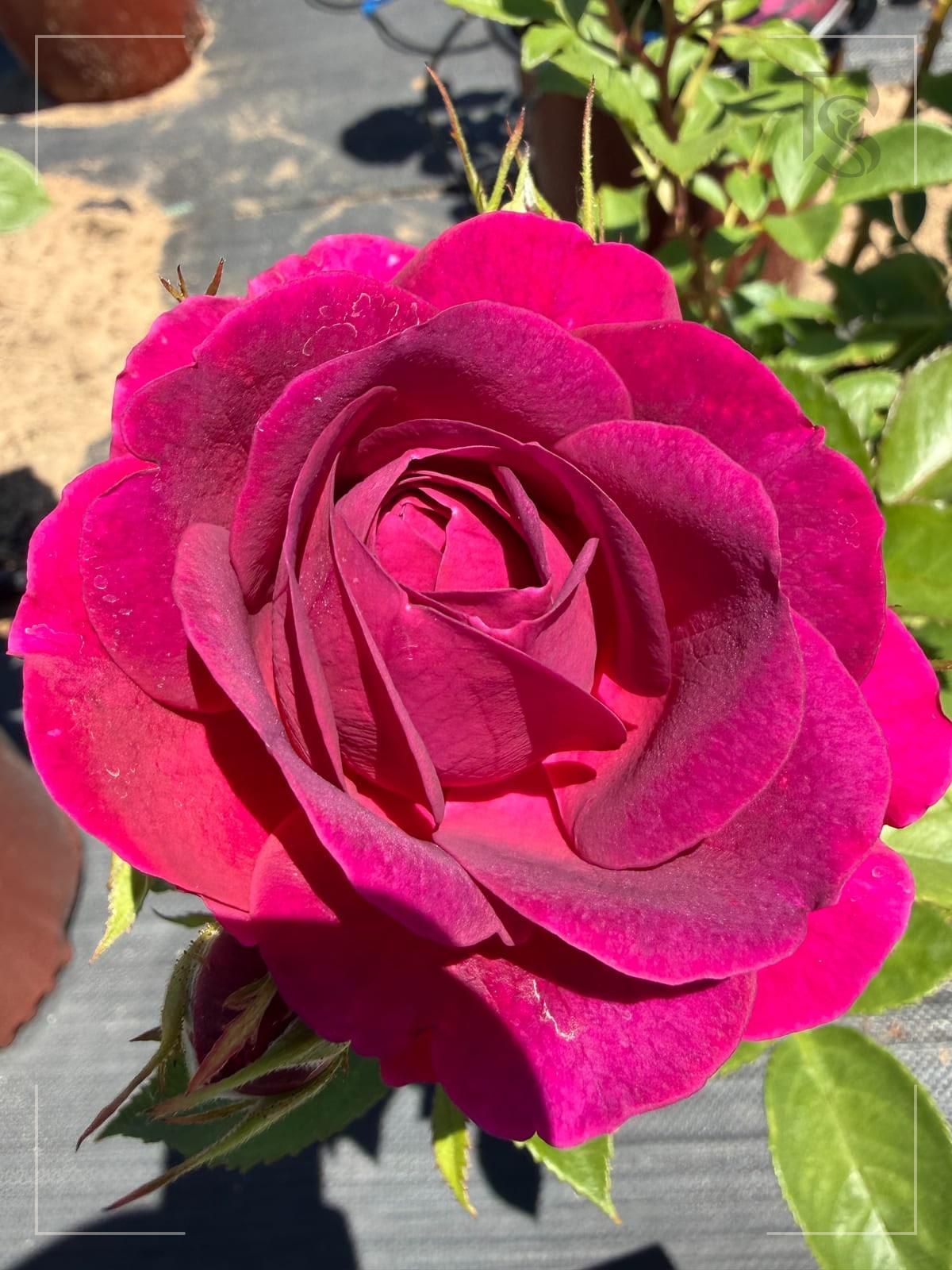 Celestial Night rose plant from Rosestyle