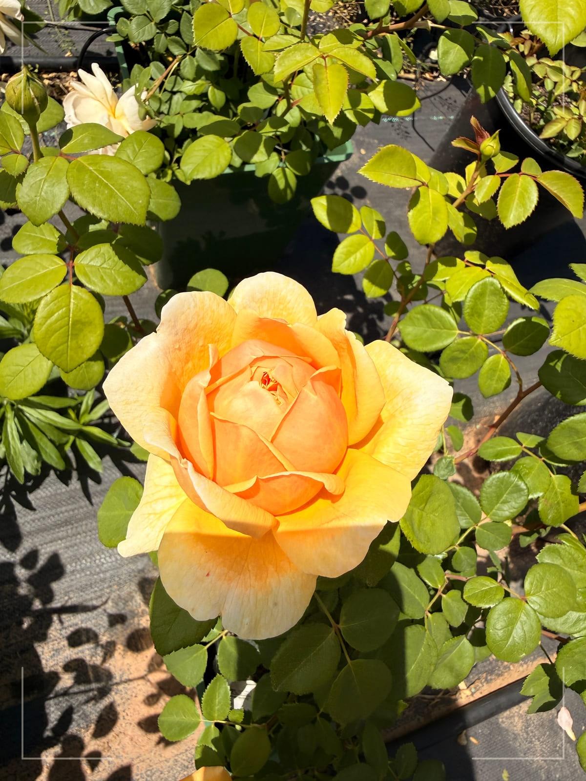 Charles Darwin rose plant from Rosestyle