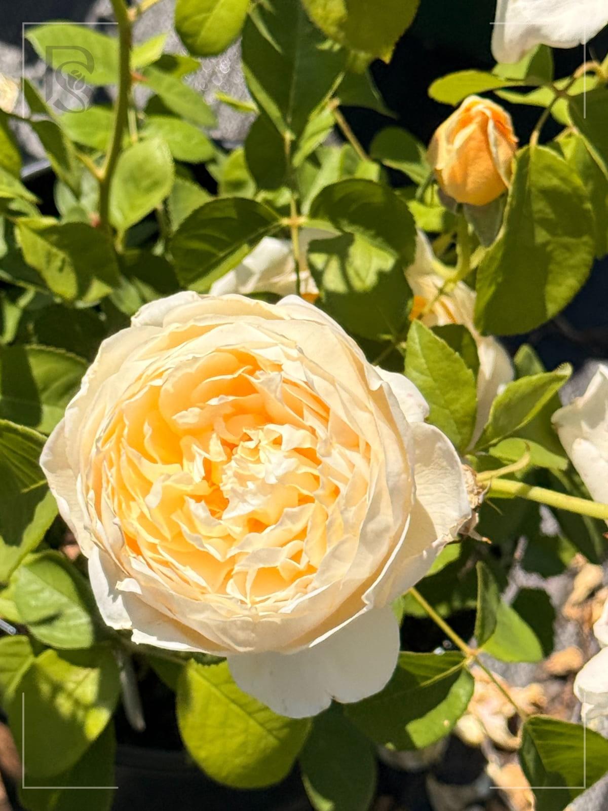 Charlotte rose plant from Rosestyle