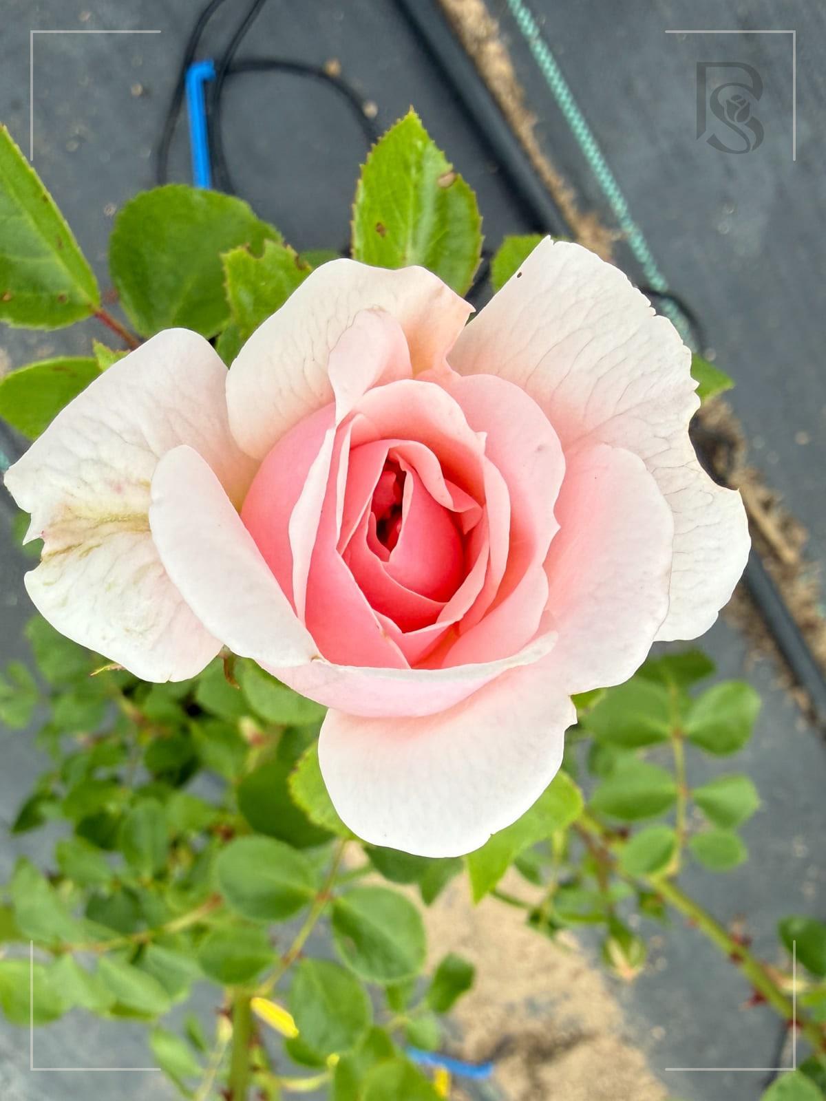 Cinderella Fairy Tale rose plant from Rosestyle
