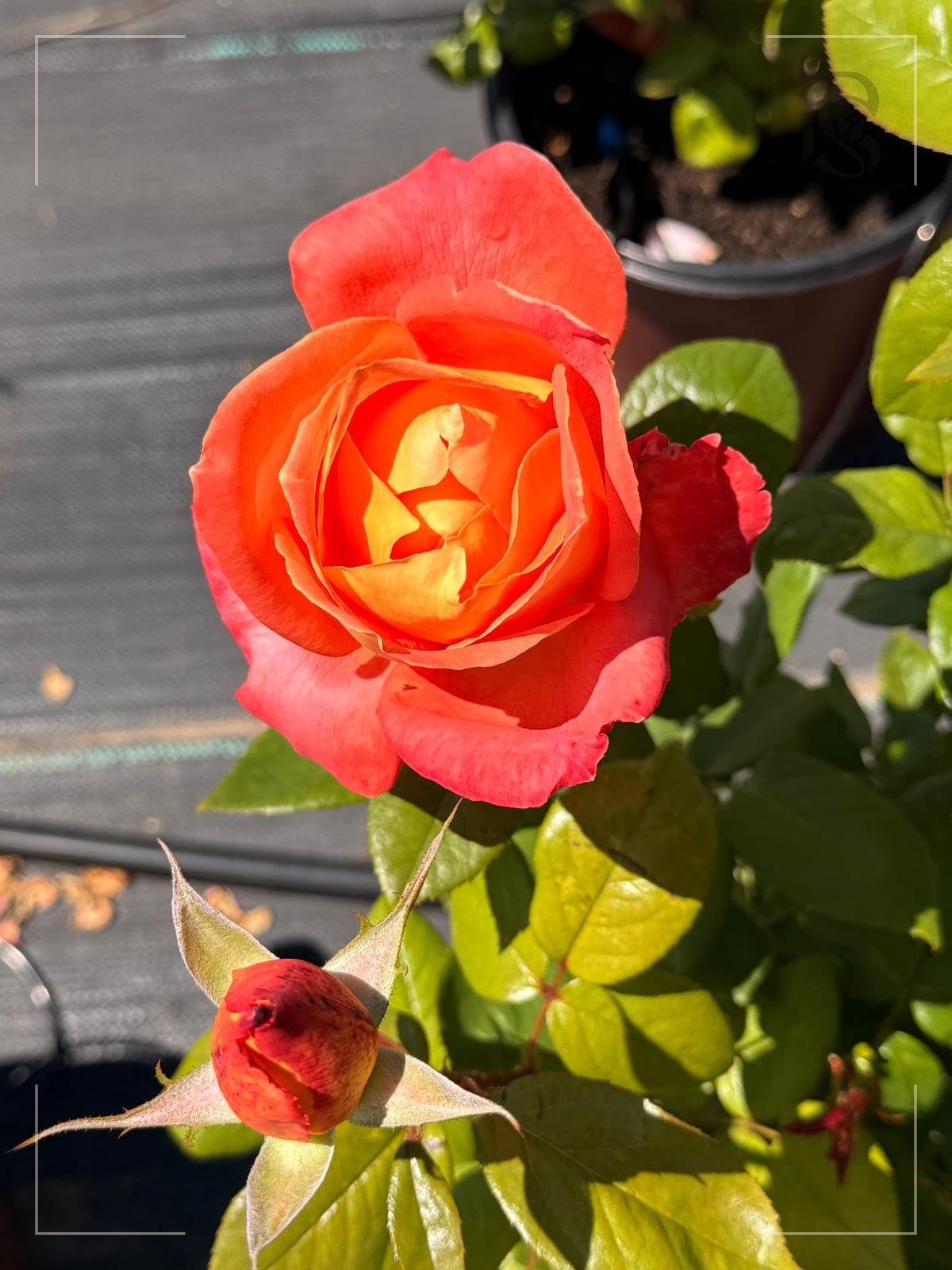City of Welland rose plant from Rosestyle