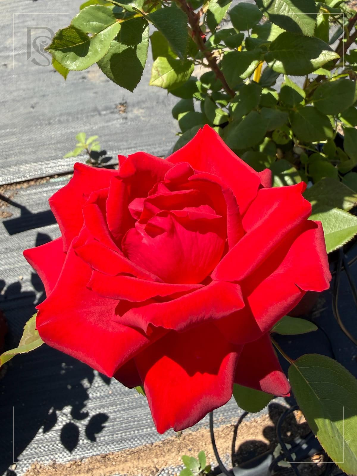 City of Windsor rose plant from Rosestyle