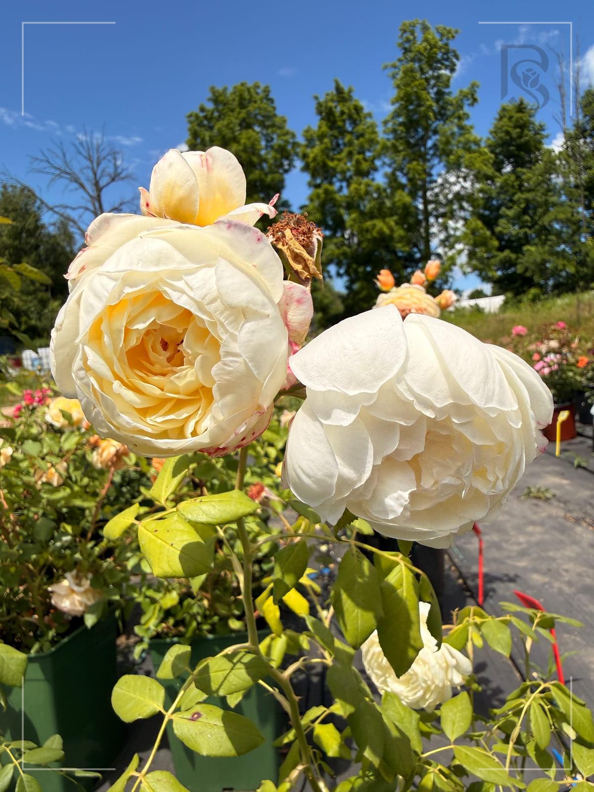 Claire Austin rose plant from Rosestyle