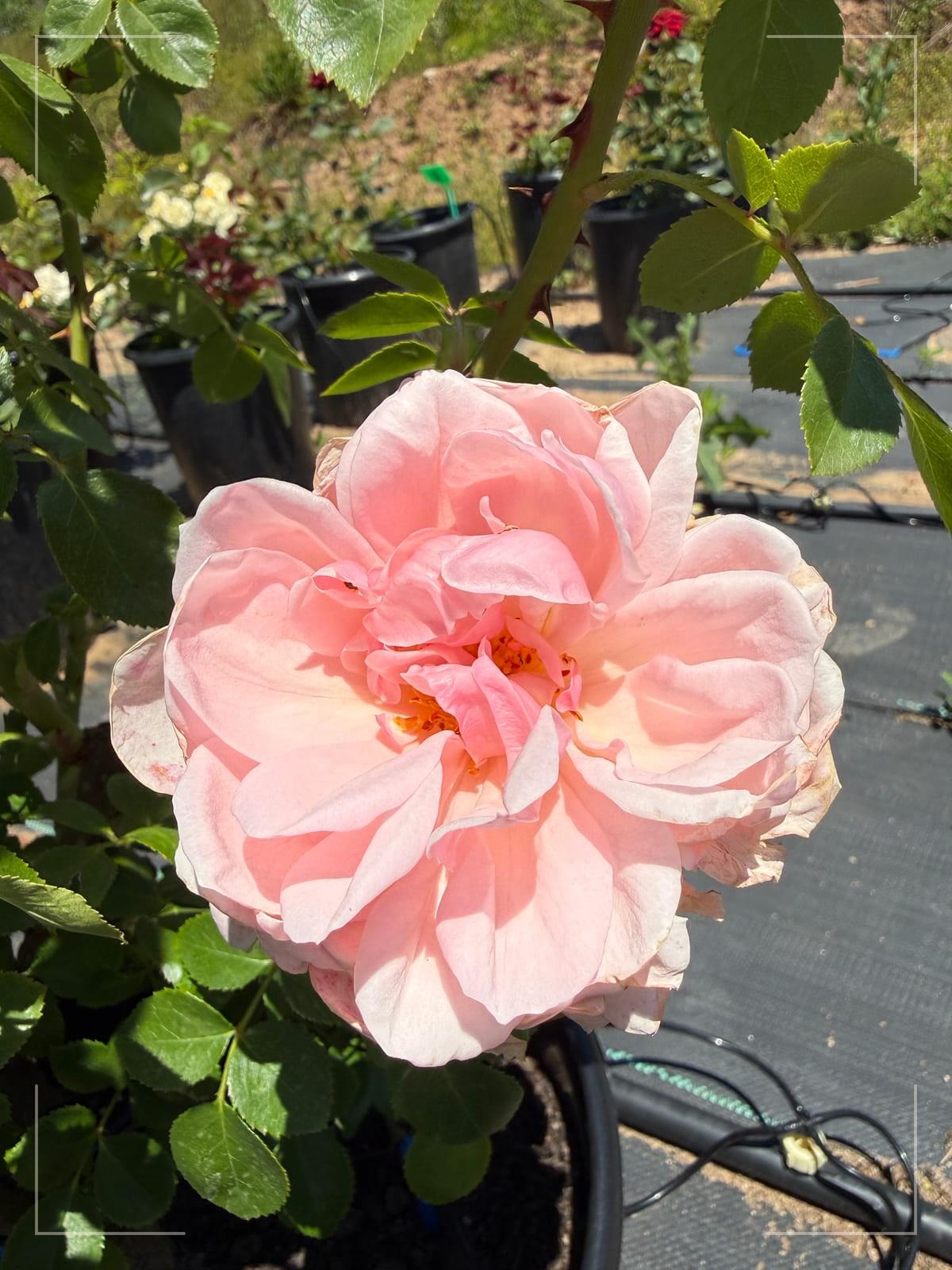 Colette rose plant from Rosestyle
