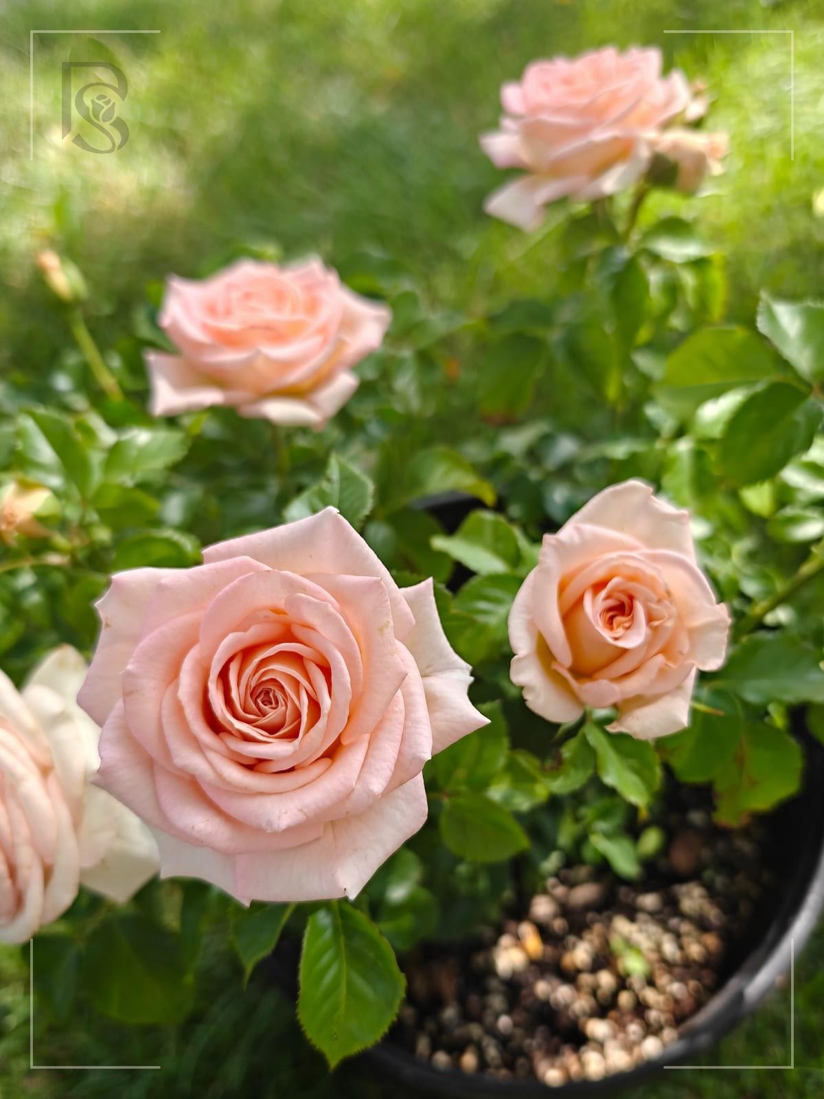 Coral Trendsetter™ rose plant from Rosestyle
