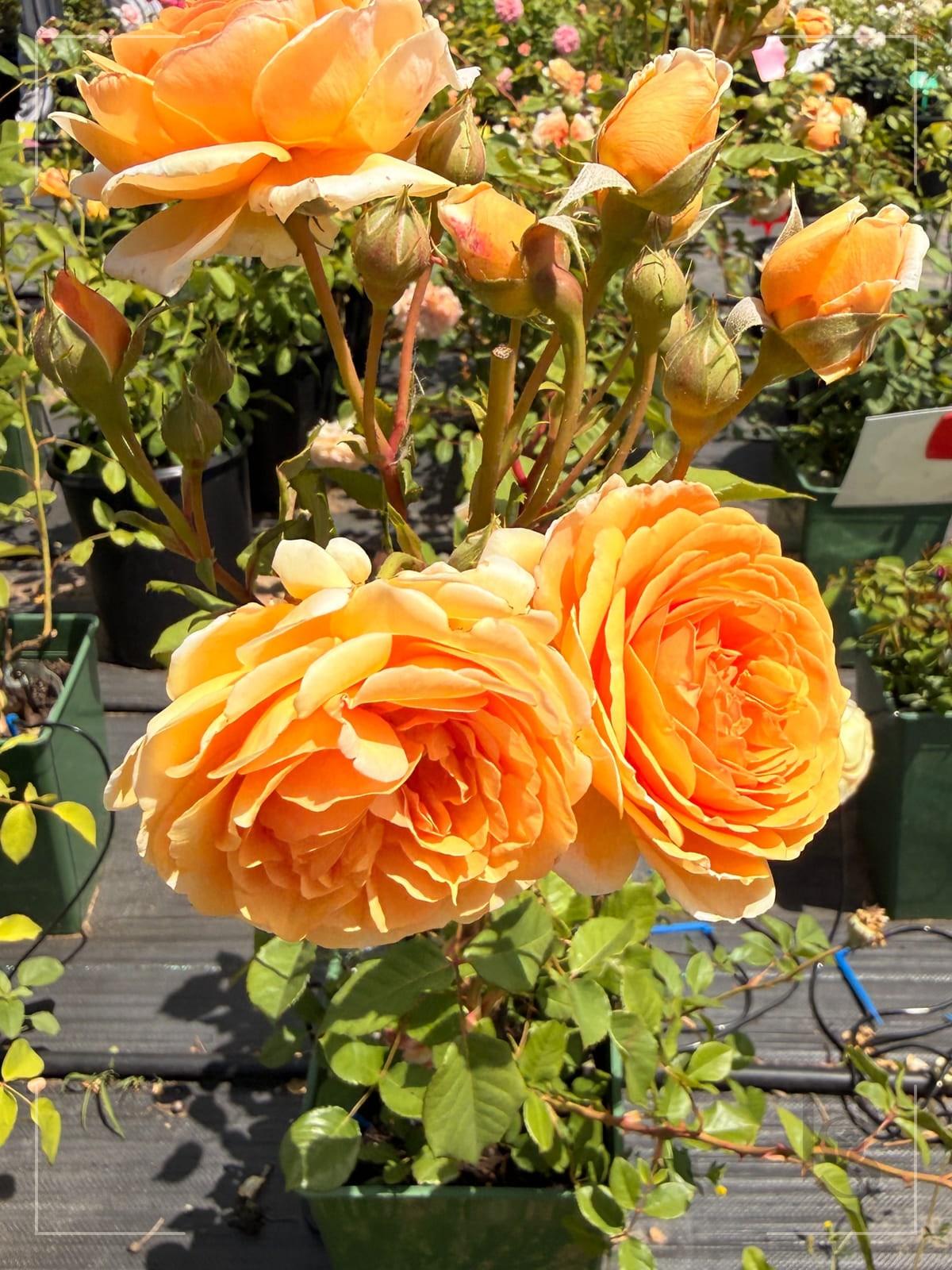 Crown Princess Margareta rose plant from Rosestyle