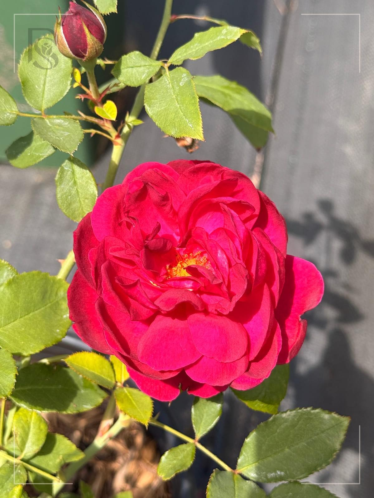 Darcey Bussell rose plant from Rosestyle