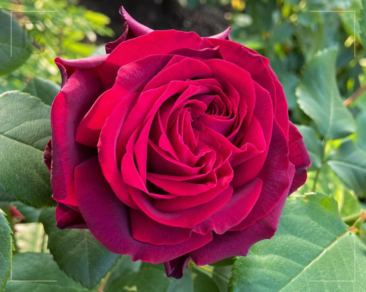 Dark Desire rose plant from Rosestyle