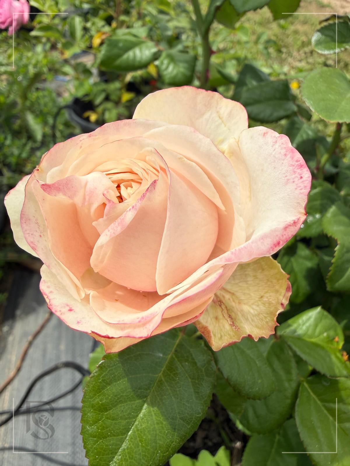 Darlington rose plant from Rosestyle
