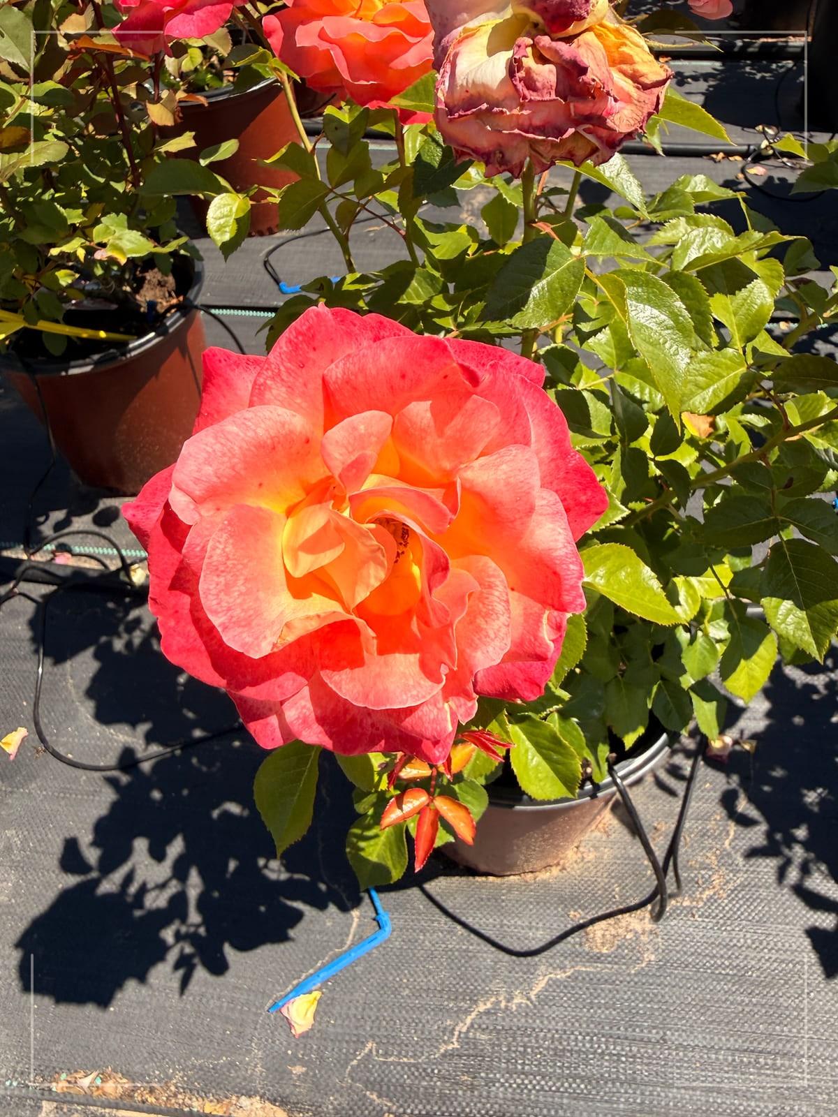 破晓者 Rosestyle 鲜活玫瑰植株