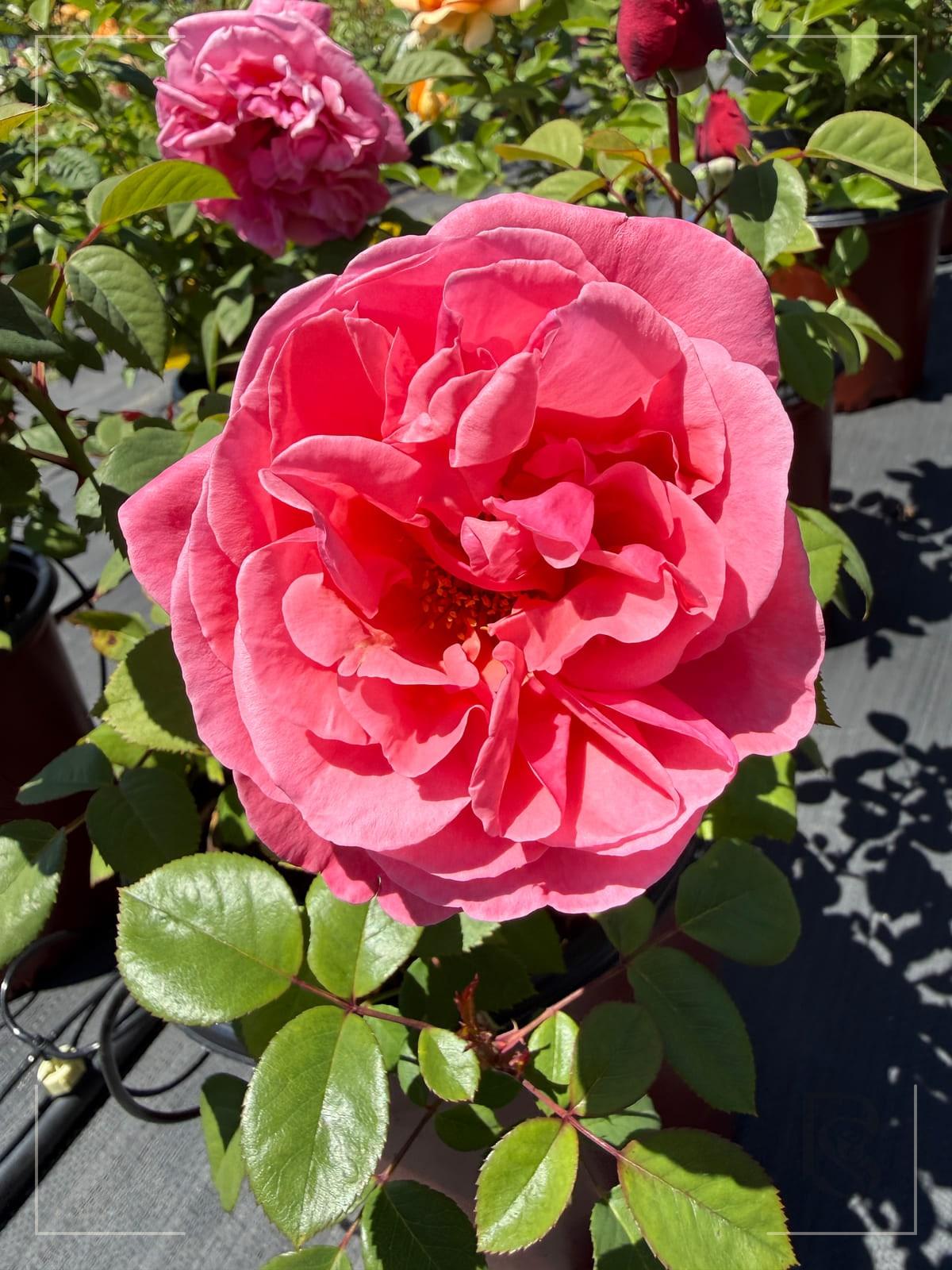 Dee-Lish rose plant from Rosestyle