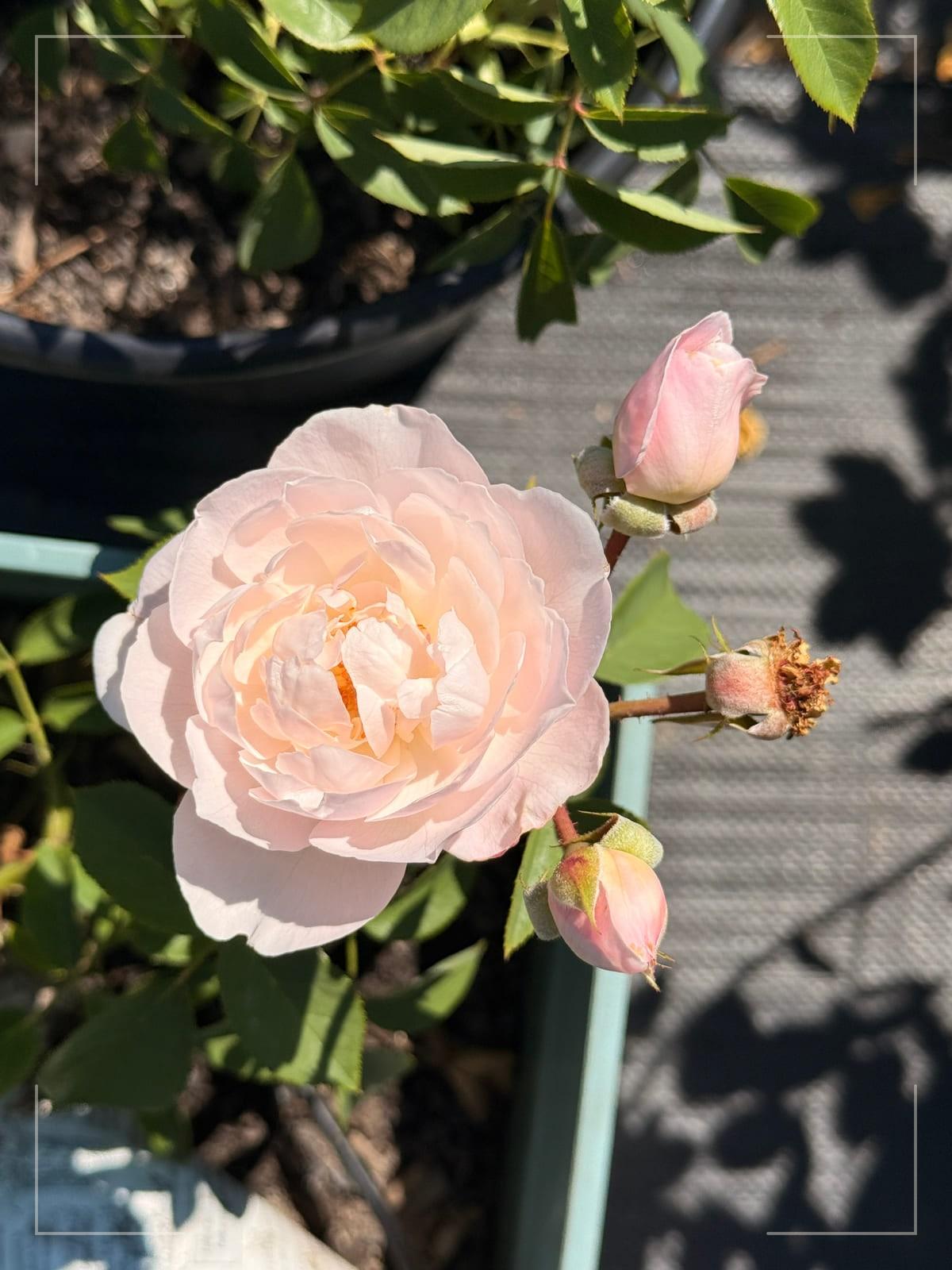 Desdemona rose plant from Rosestyle