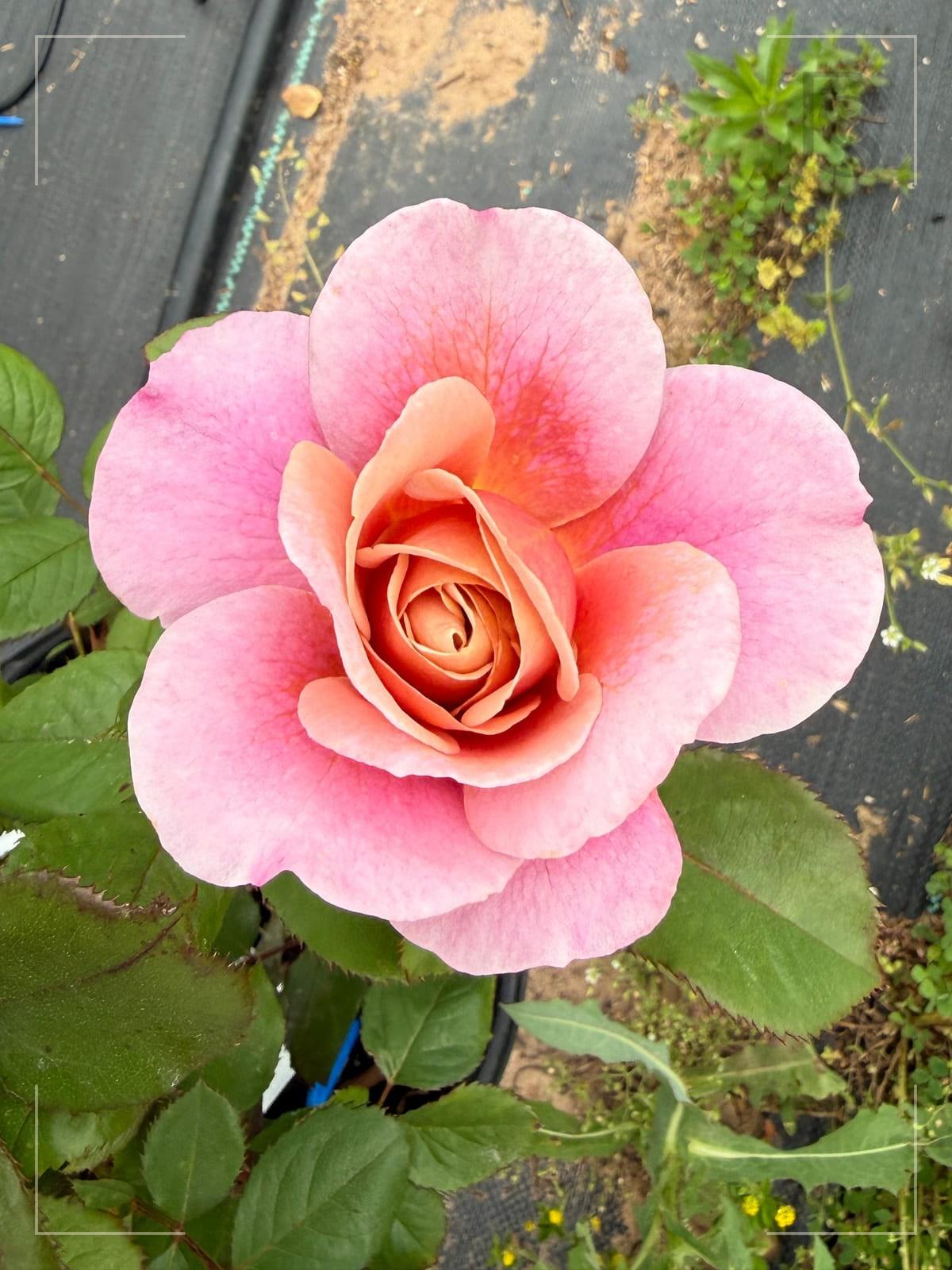 遥远的鼓声 Rosestyle 鲜活玫瑰植株