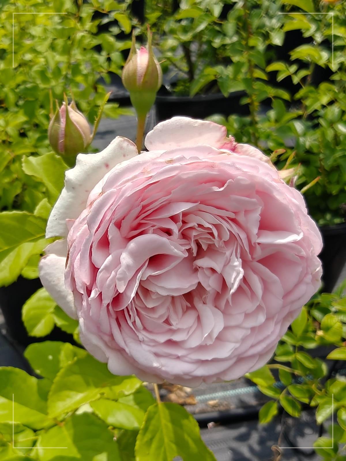 Divina rose plant from Rosestyle