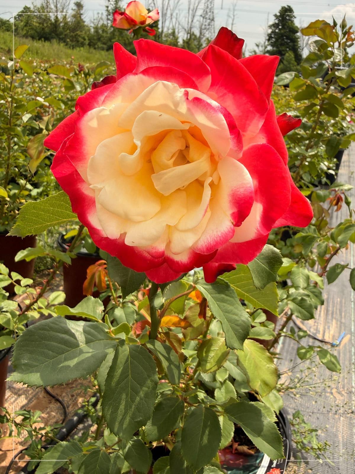 Double Delight rose plant from Rosestyle