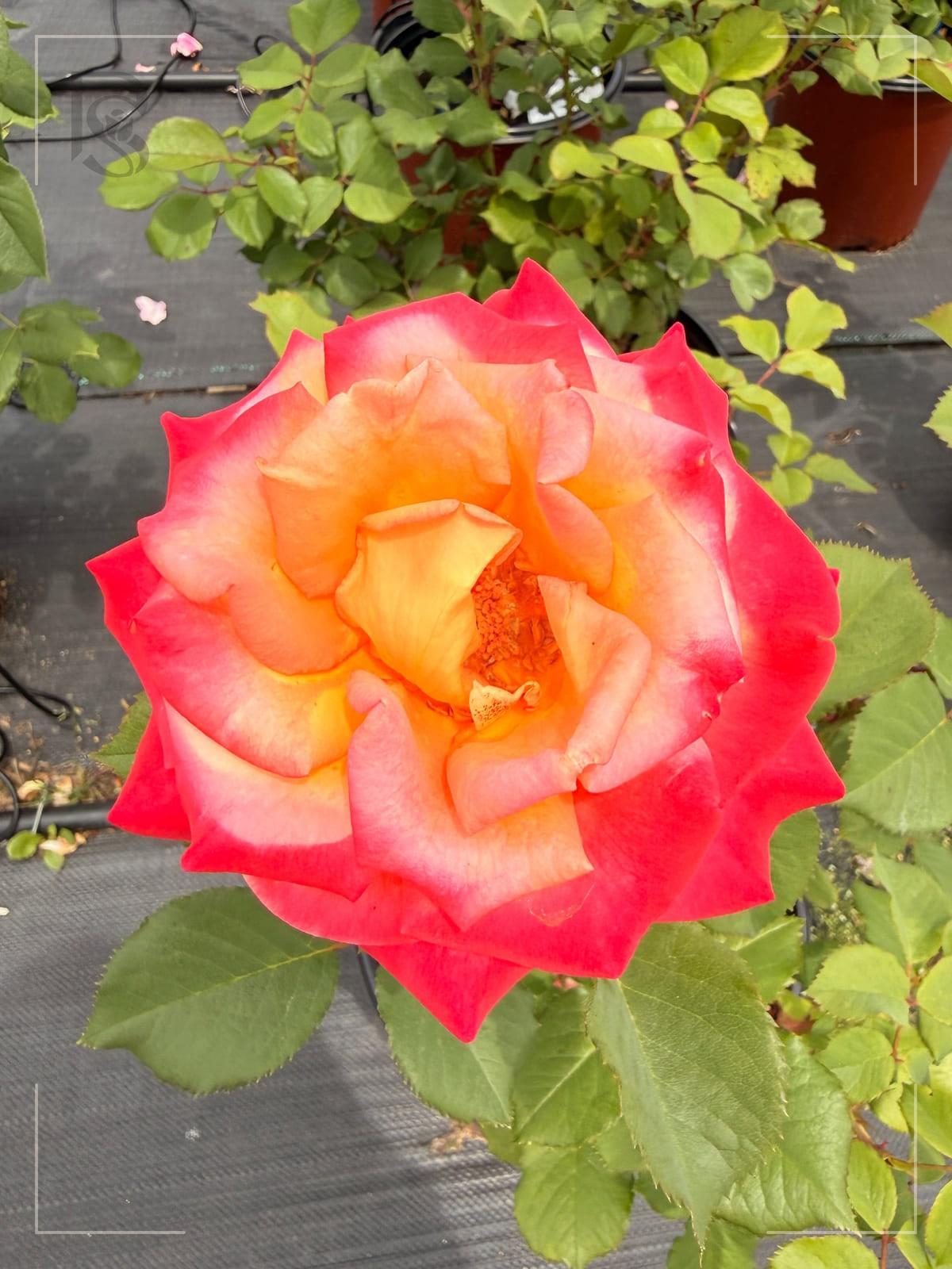 Dream Come True rose plant from Rosestyle