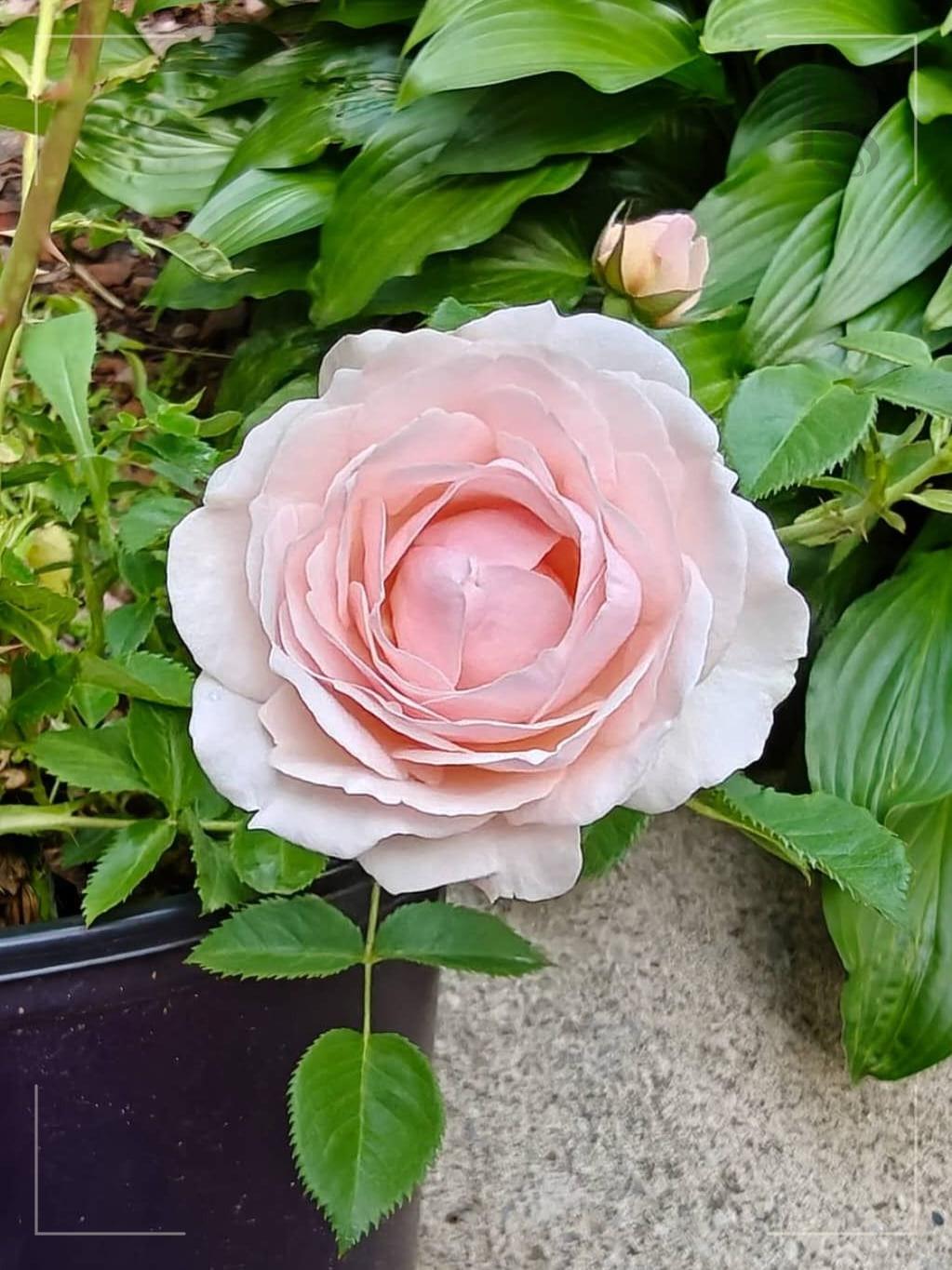 迪伦 Rosestyle 鲜活玫瑰植株