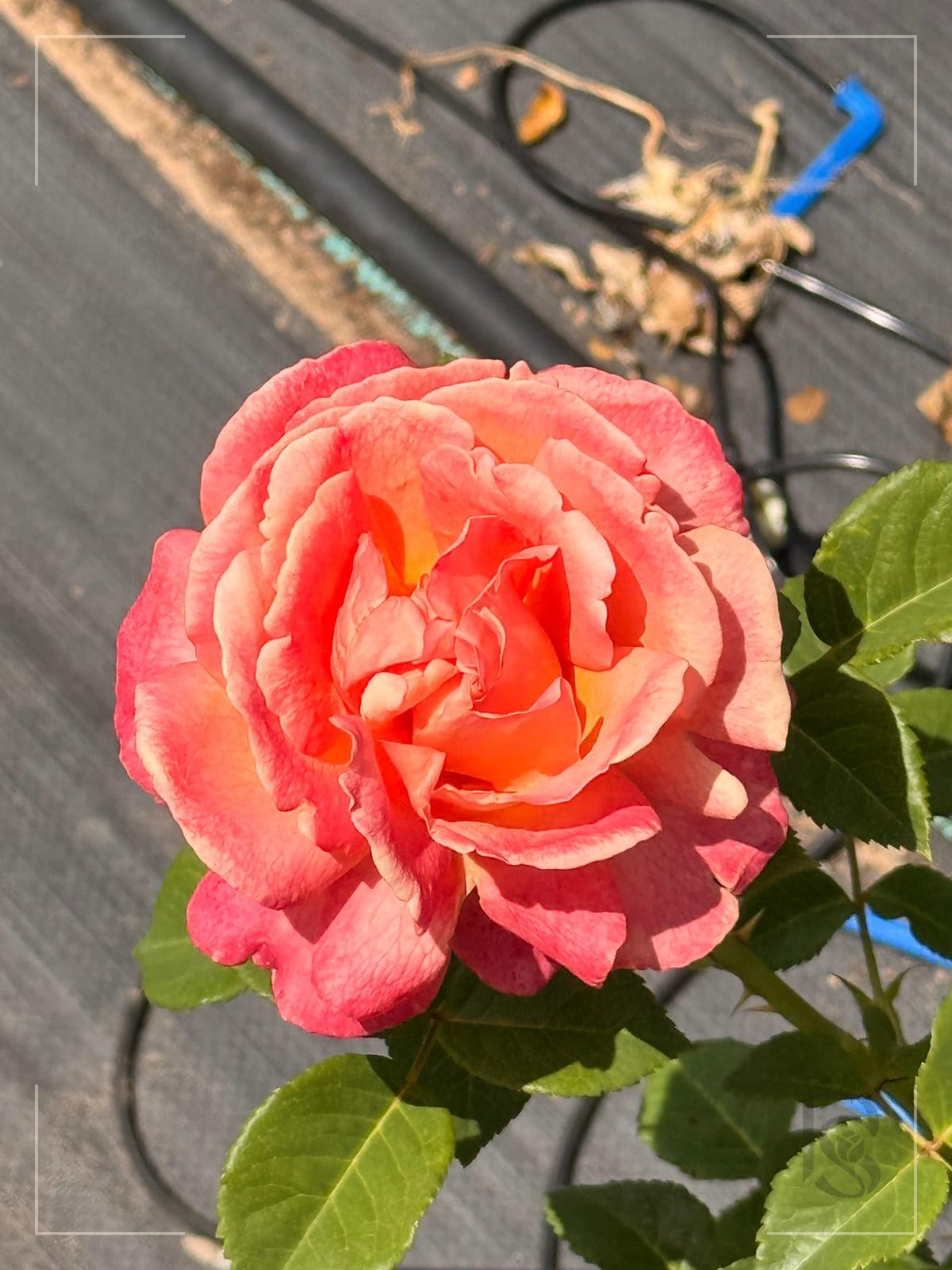 轻轻松松 Rosestyle 鲜活玫瑰植株