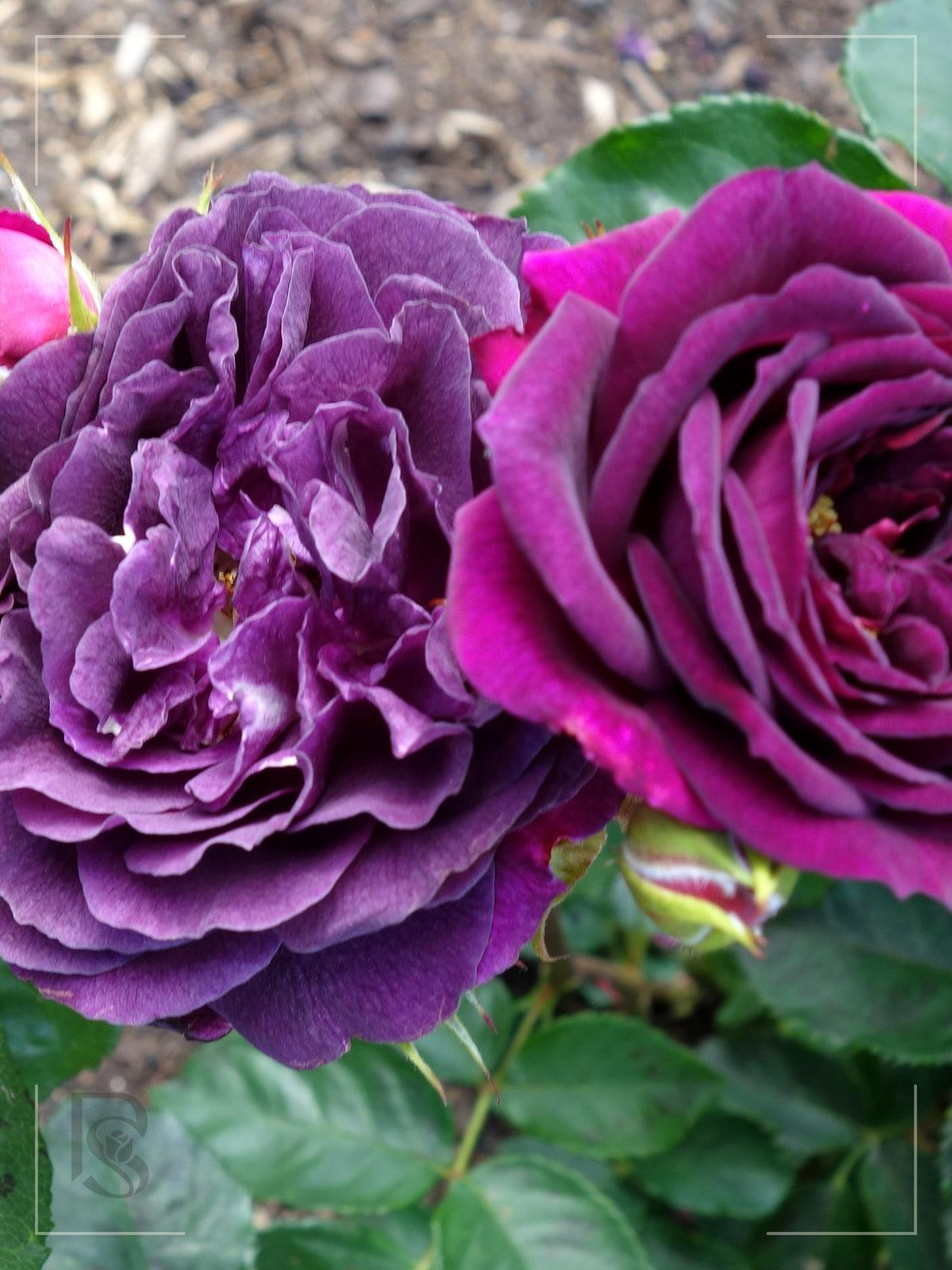 Ebb Tide rose plant from Rosestyle