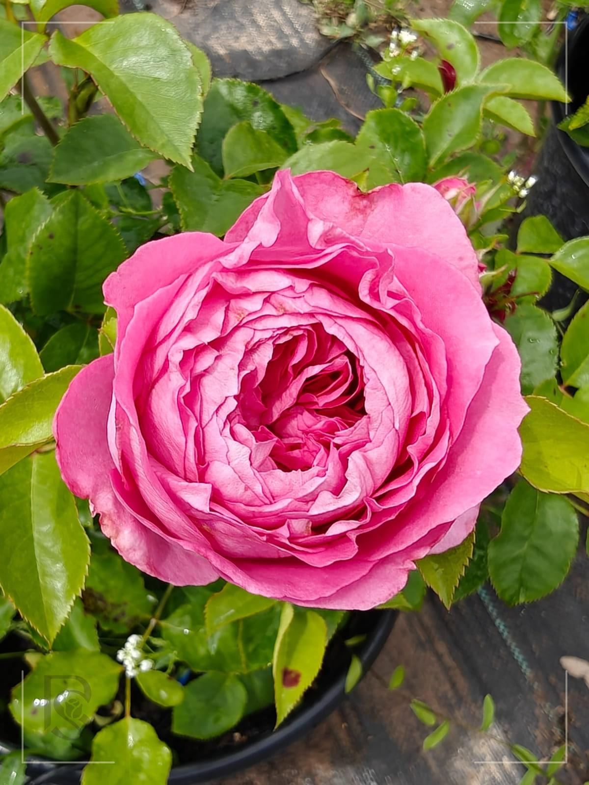 Elegant Lace™ rose plant from Rosestyle