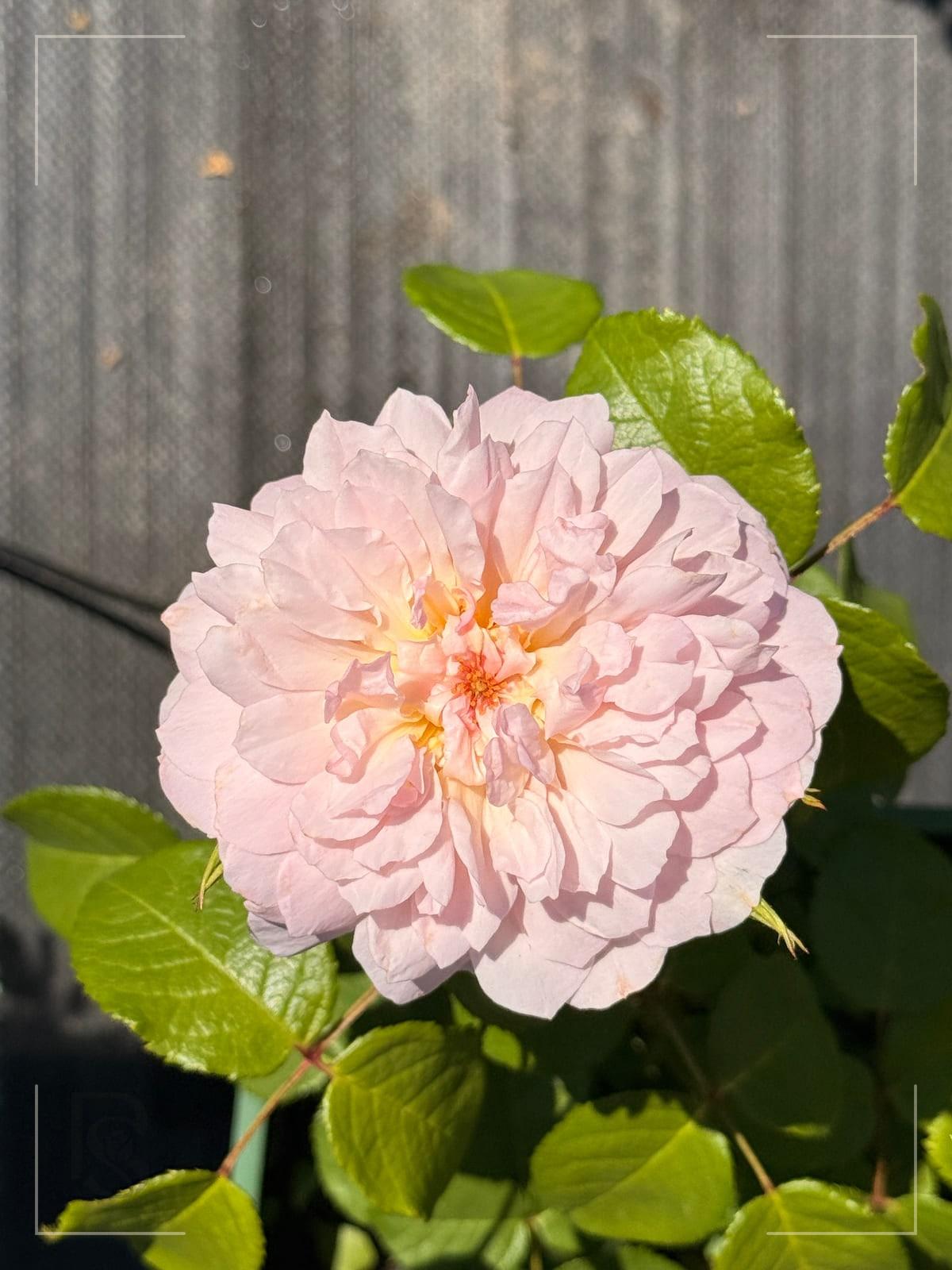 伊丽莎白 Rosestyle 鲜活玫瑰植株