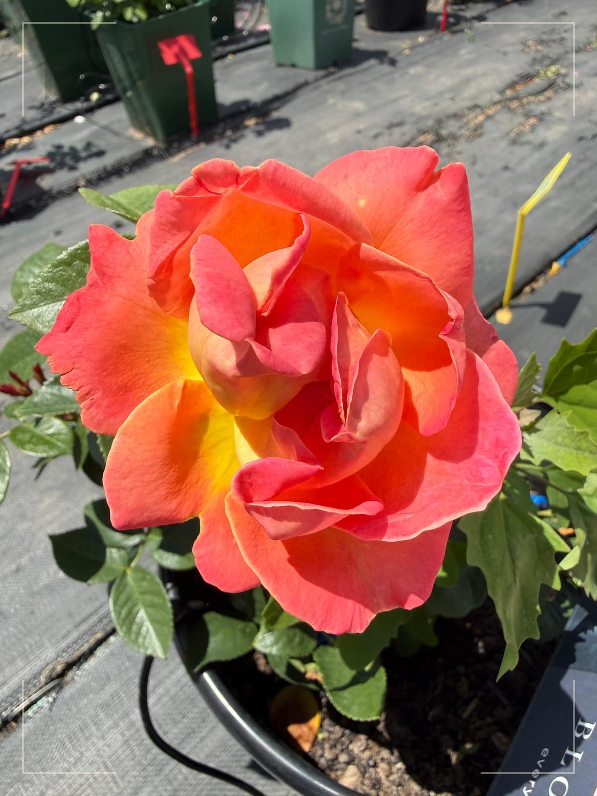 Elle rose plant from Rosestyle