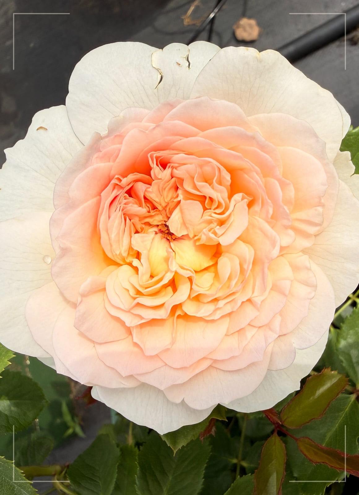 Emily Bronte rose plant from Rosestyle