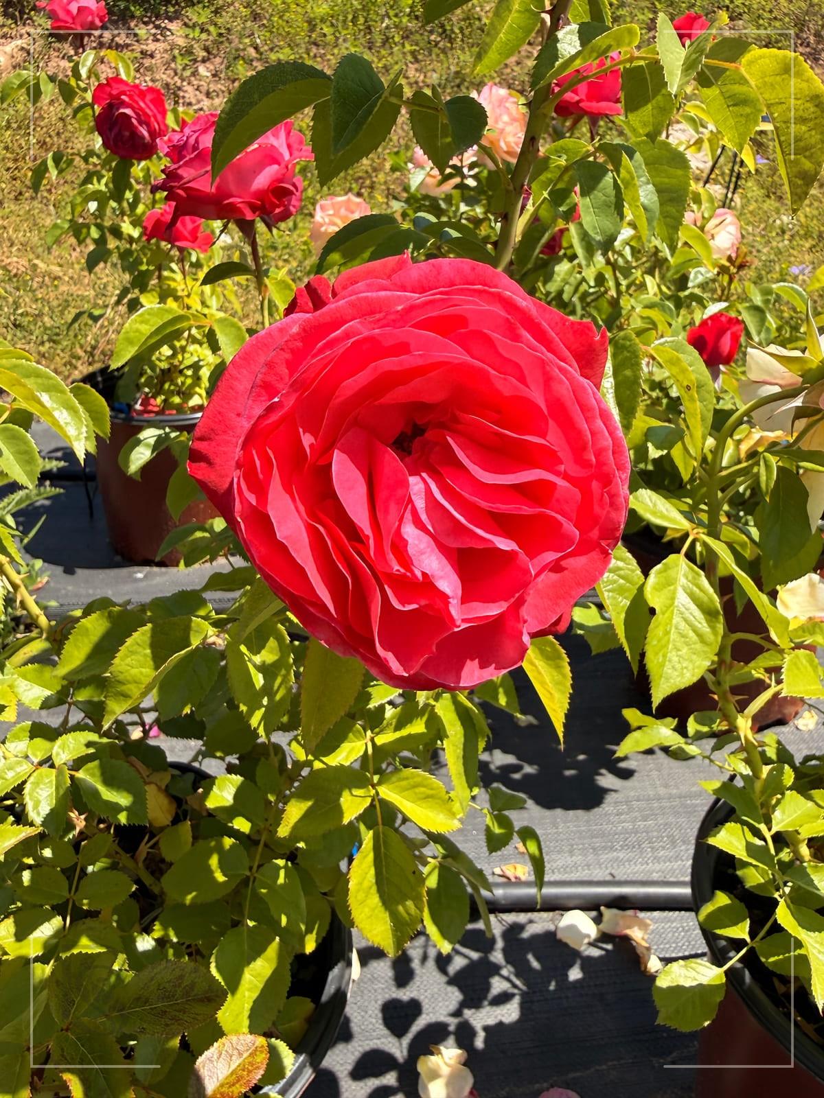 Fiji rose plant from Rosestyle