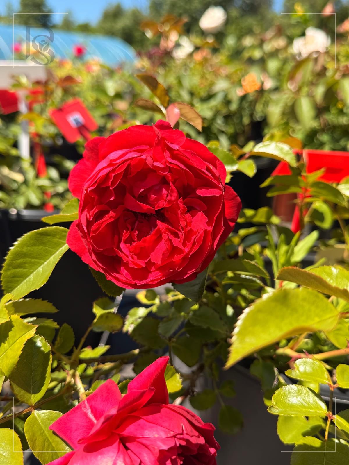 Florentina rose plant from Rosestyle