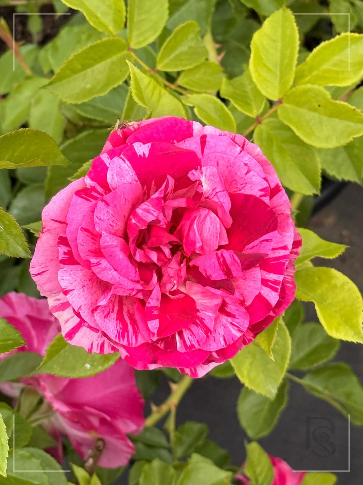 Fly So High rose plant from Rosestyle