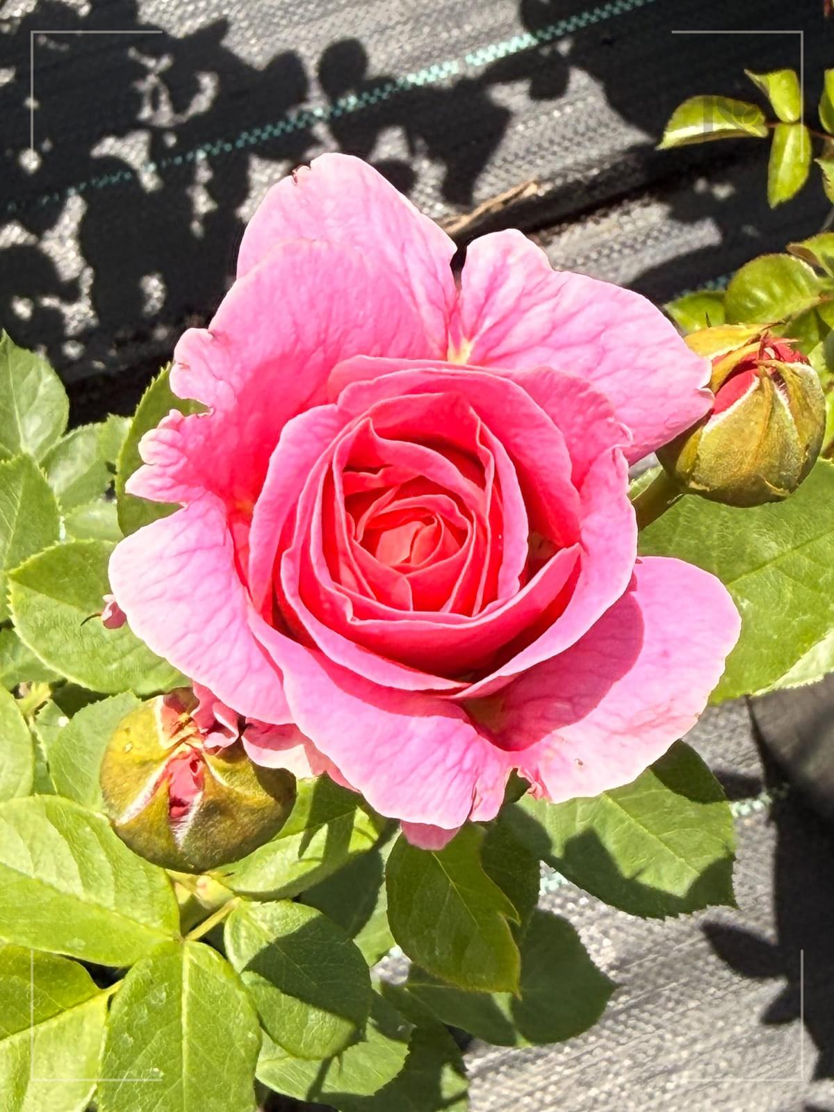 Fontenay® rose plant from Rosestyle