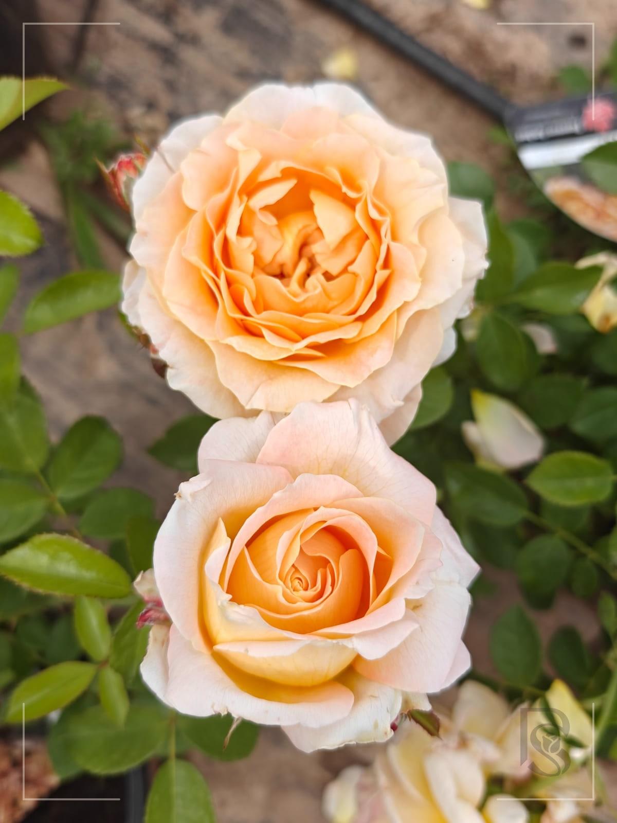 Forever Amber rose plant from Rosestyle