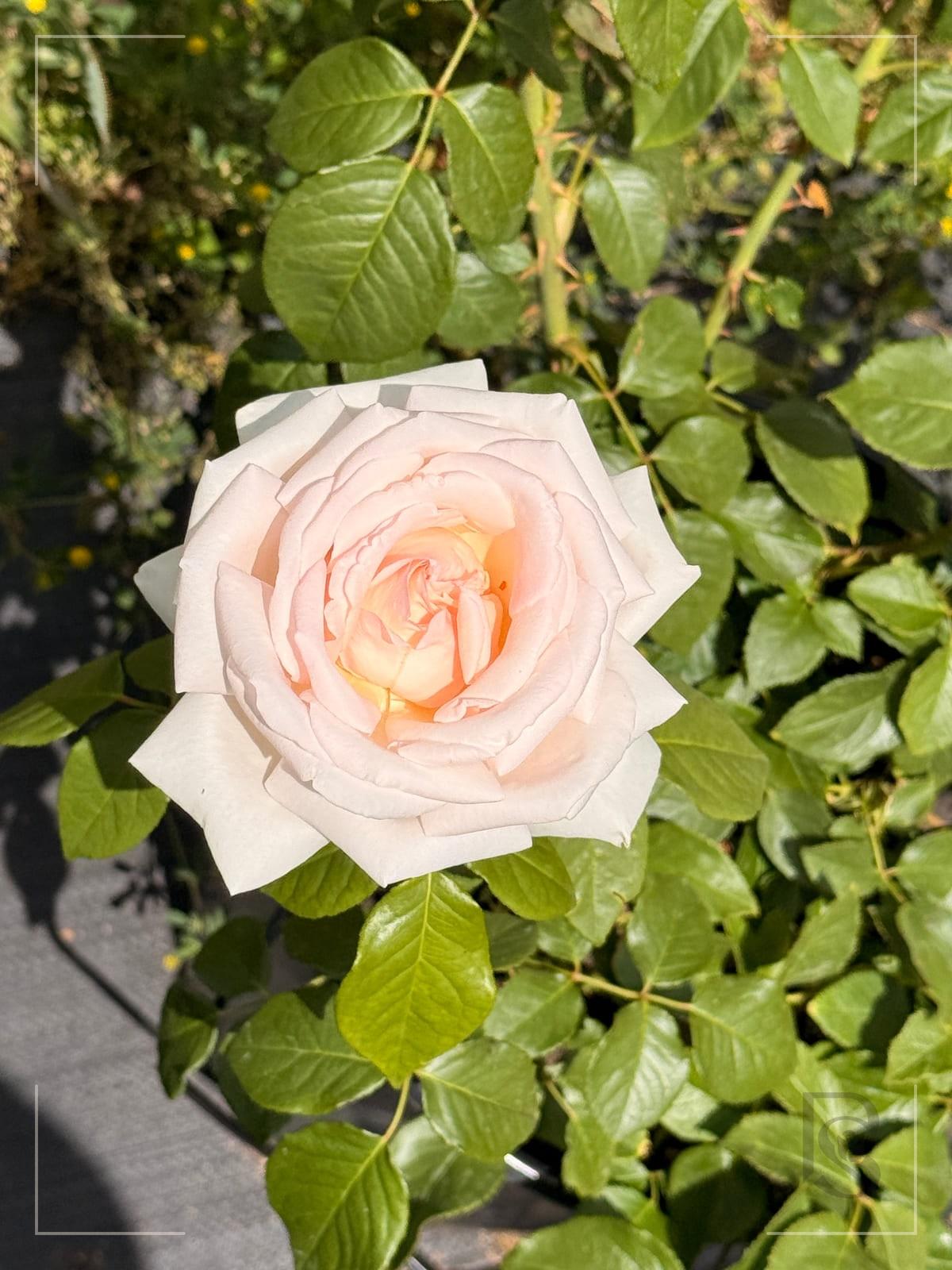 Francis Meilland rose plant from Rosestyle