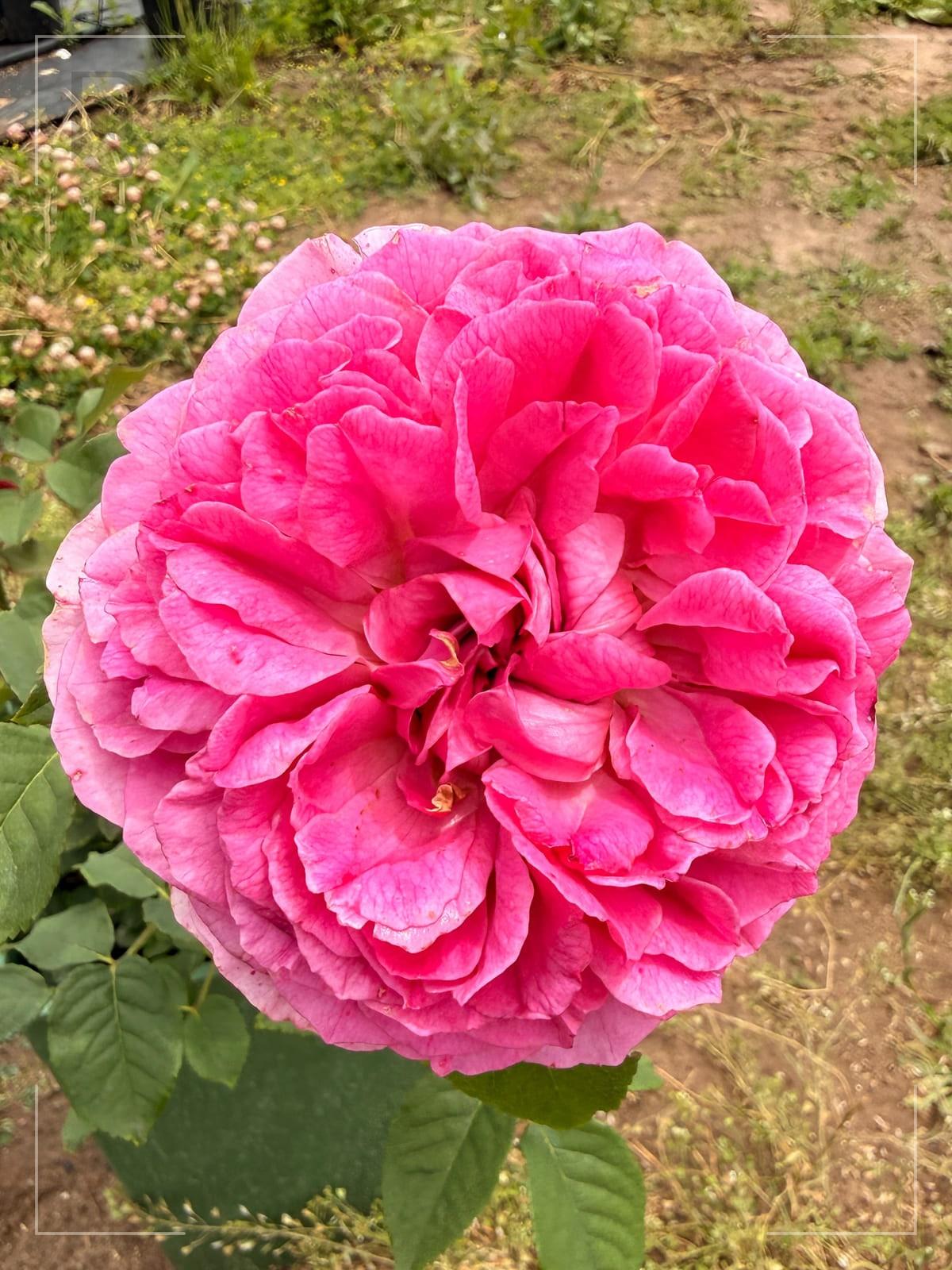 奥克 Rosestyle 鲜活玫瑰植株