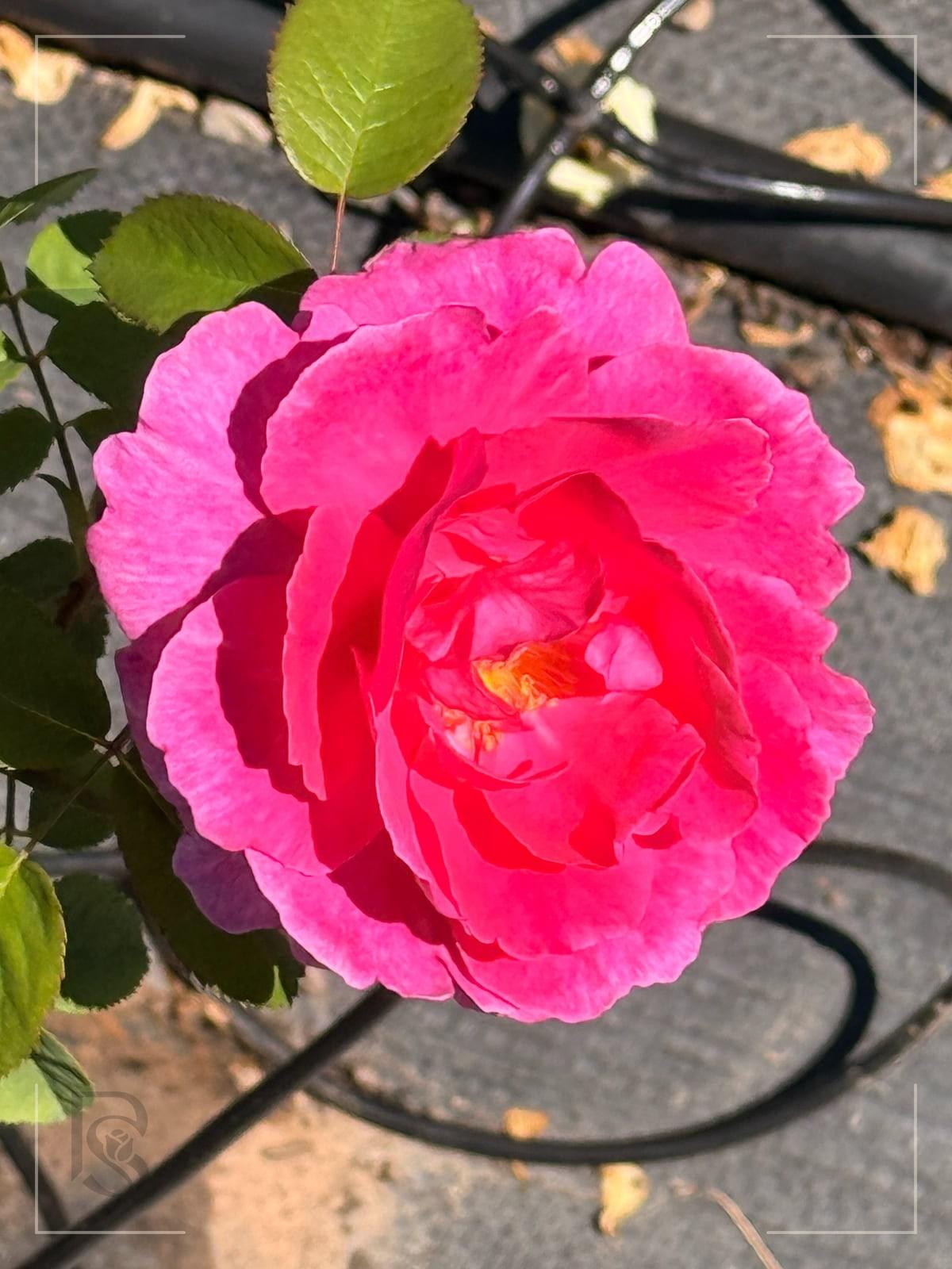格特鲁德·杰基尔 Rosestyle 鲜活玫瑰植株