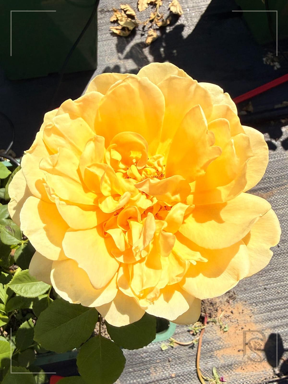 Golden Celebration rose plant from Rosestyle