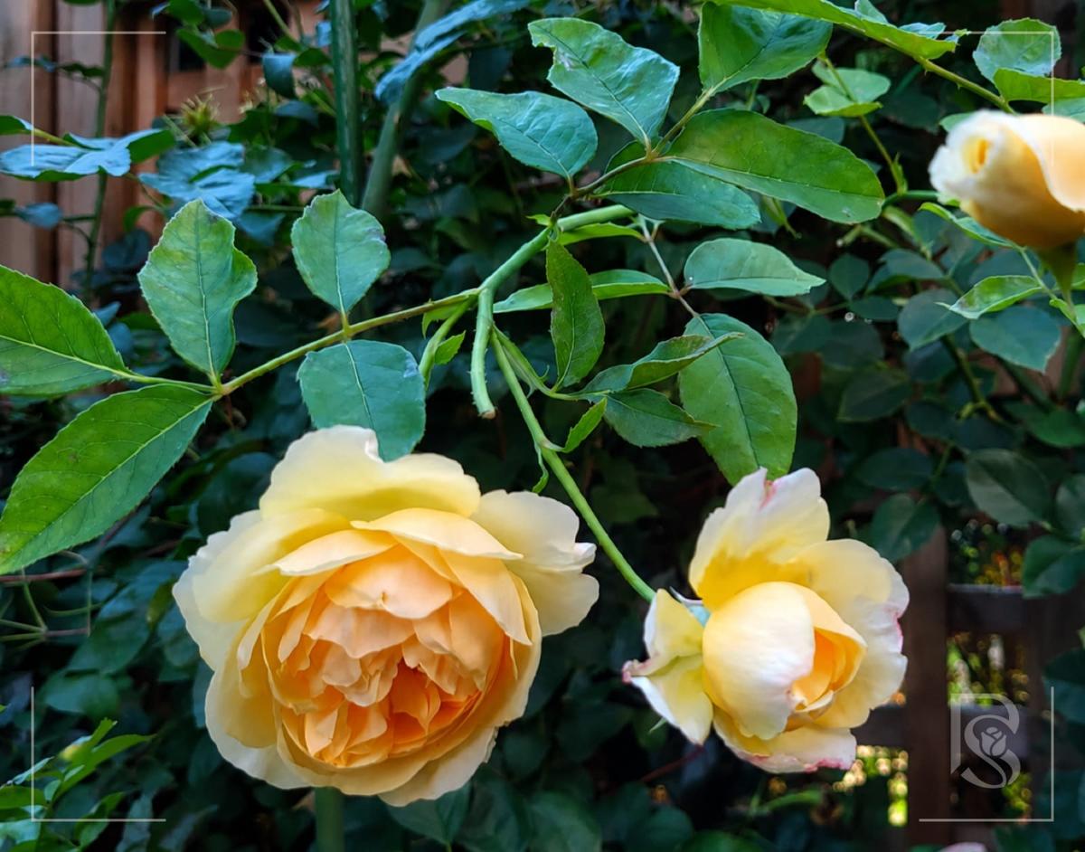 格雷厄姆·托马斯 Rosestyle 鲜活玫瑰植株