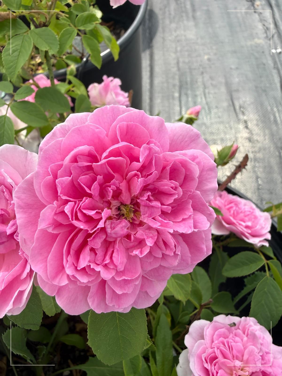 Harlow Carr rose plant from Rosestyle