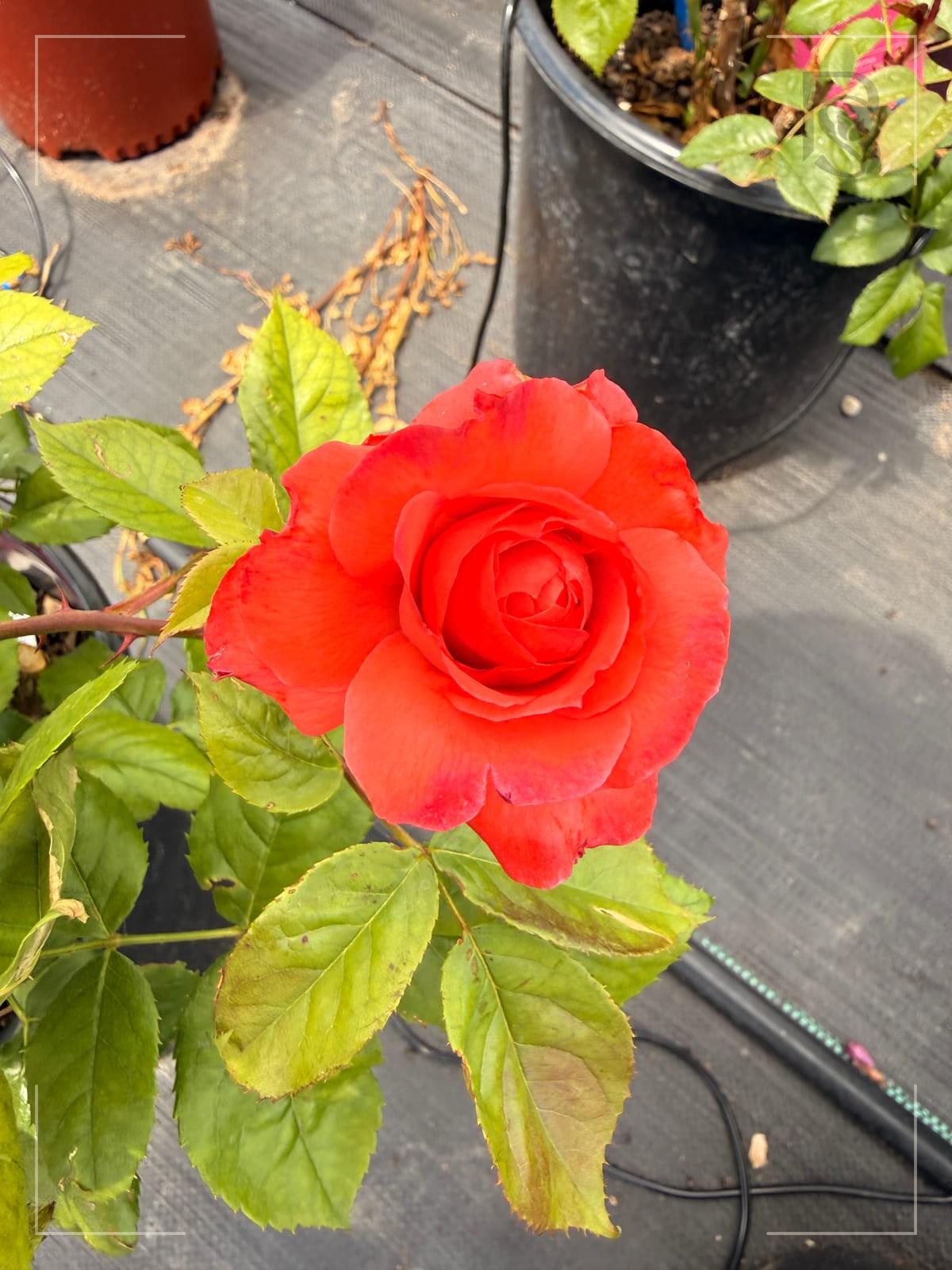Hot Cocoa rose plant from Rosestyle