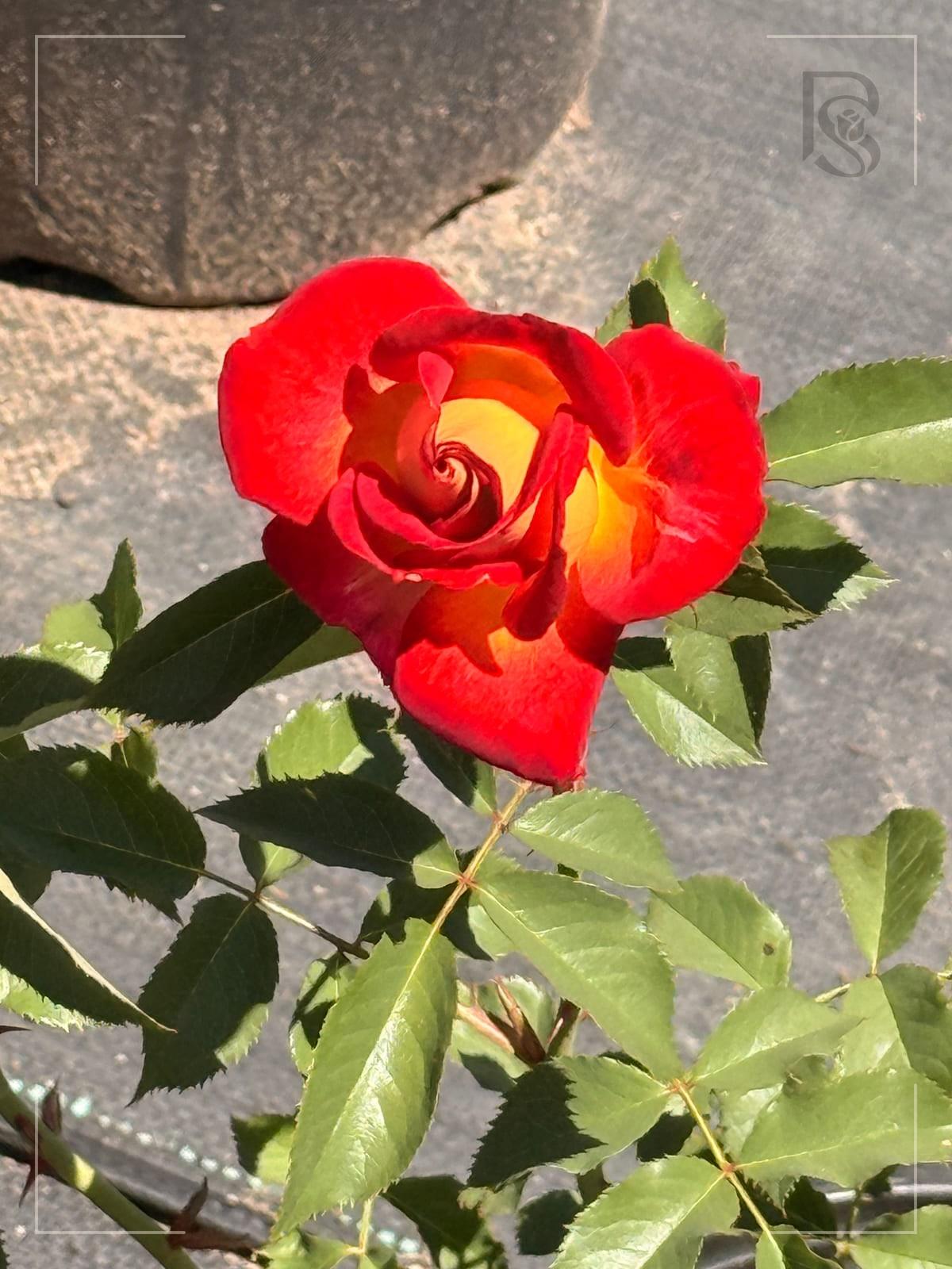 Ingrid Bergman rose plant from Rosestyle
