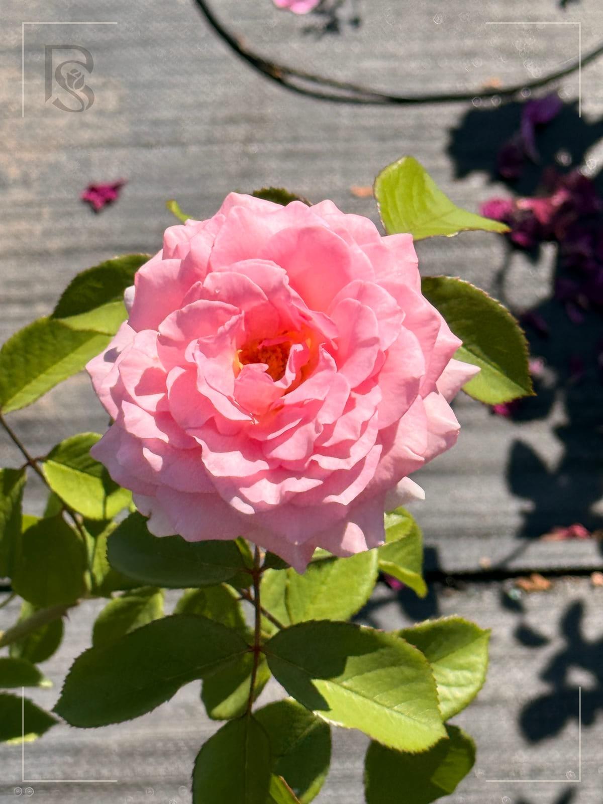 詹姆斯高威 Rosestyle 鲜活玫瑰植株