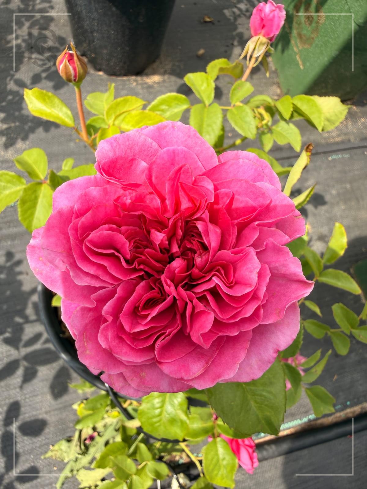 James L Austin rose plant from Rosestyle