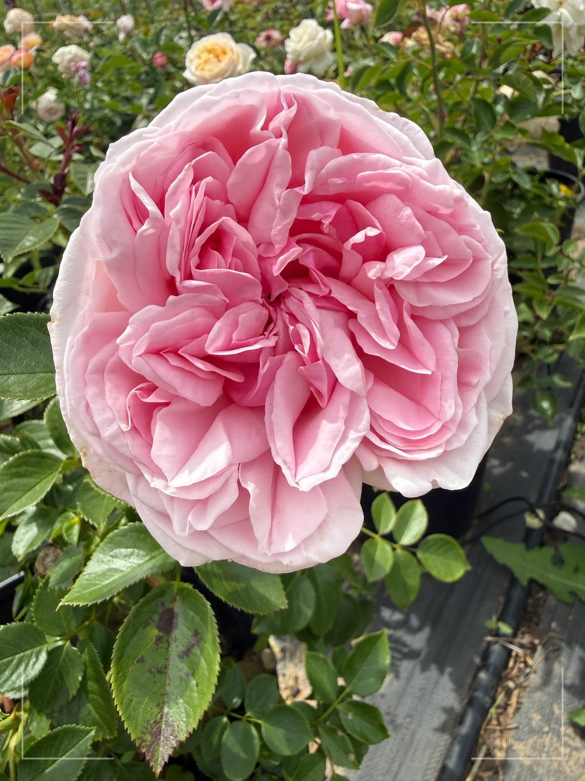 Jardin Couture® rose plant from Rosestyle