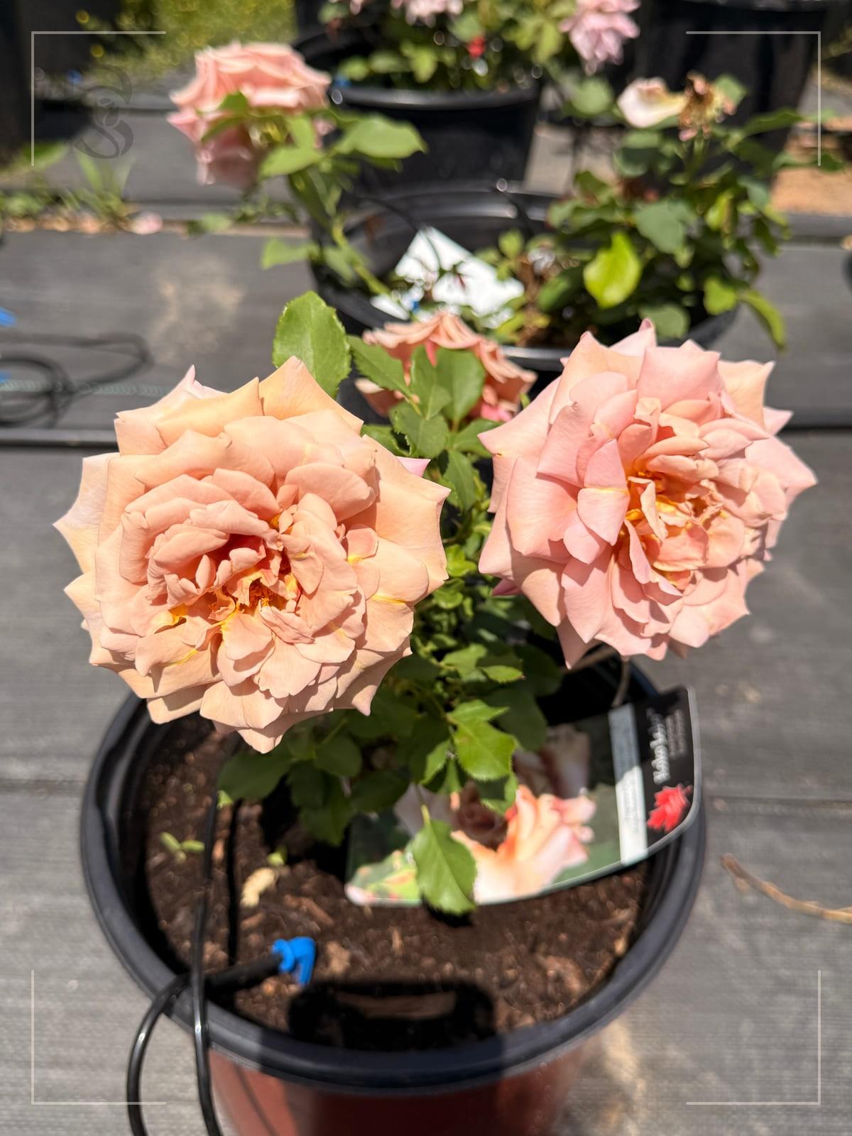 Koko Loko rose plant from Rosestyle