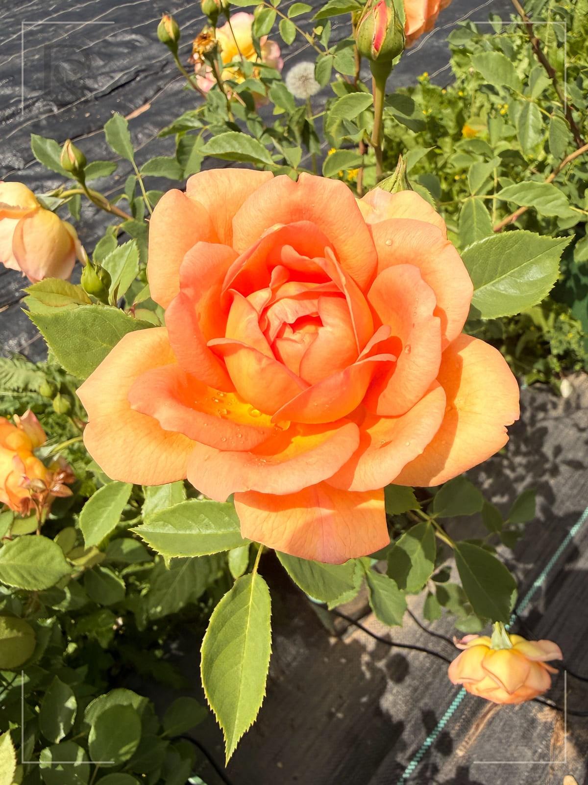 夏洛特夫人 Rosestyle 鲜活玫瑰植株