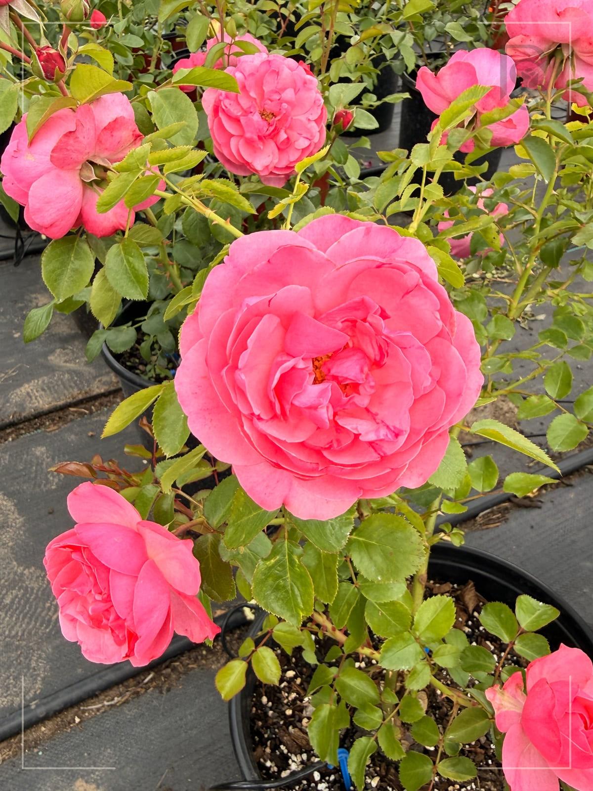 Leonardo da Vinci rose plant from Rosestyle